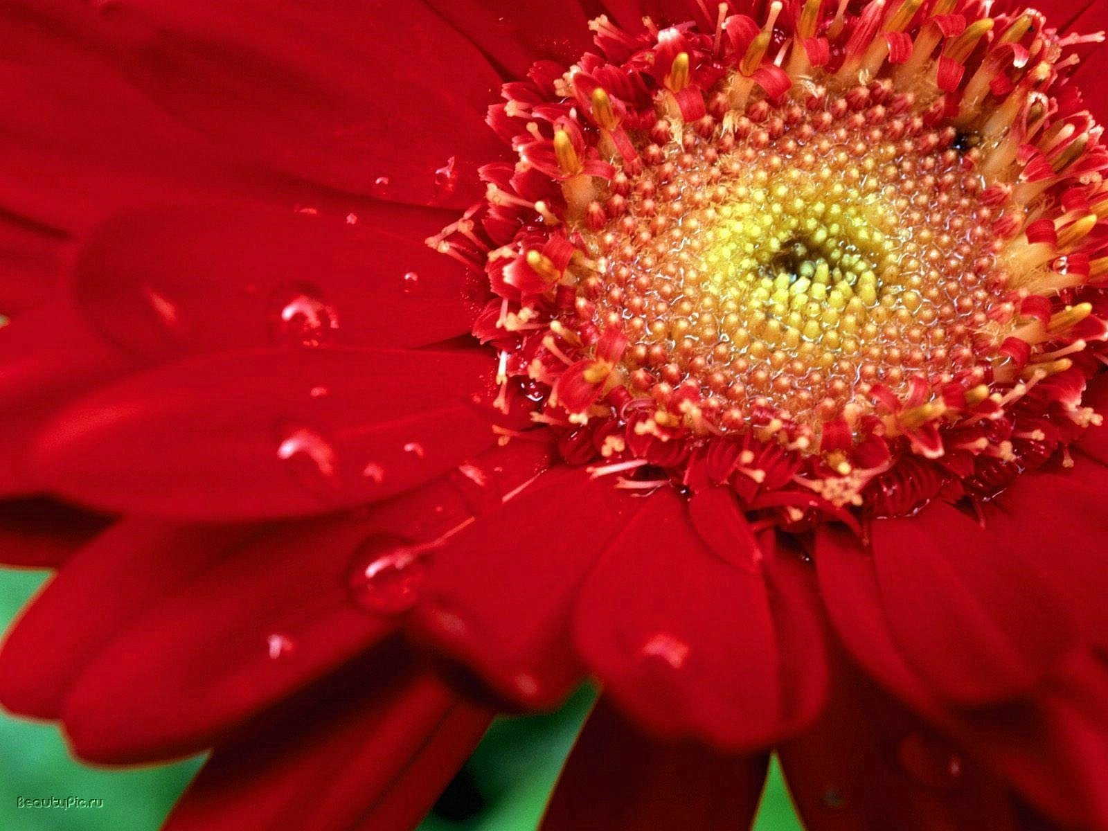 sattes rot blumen chrysantheme wassertröpfchen makro