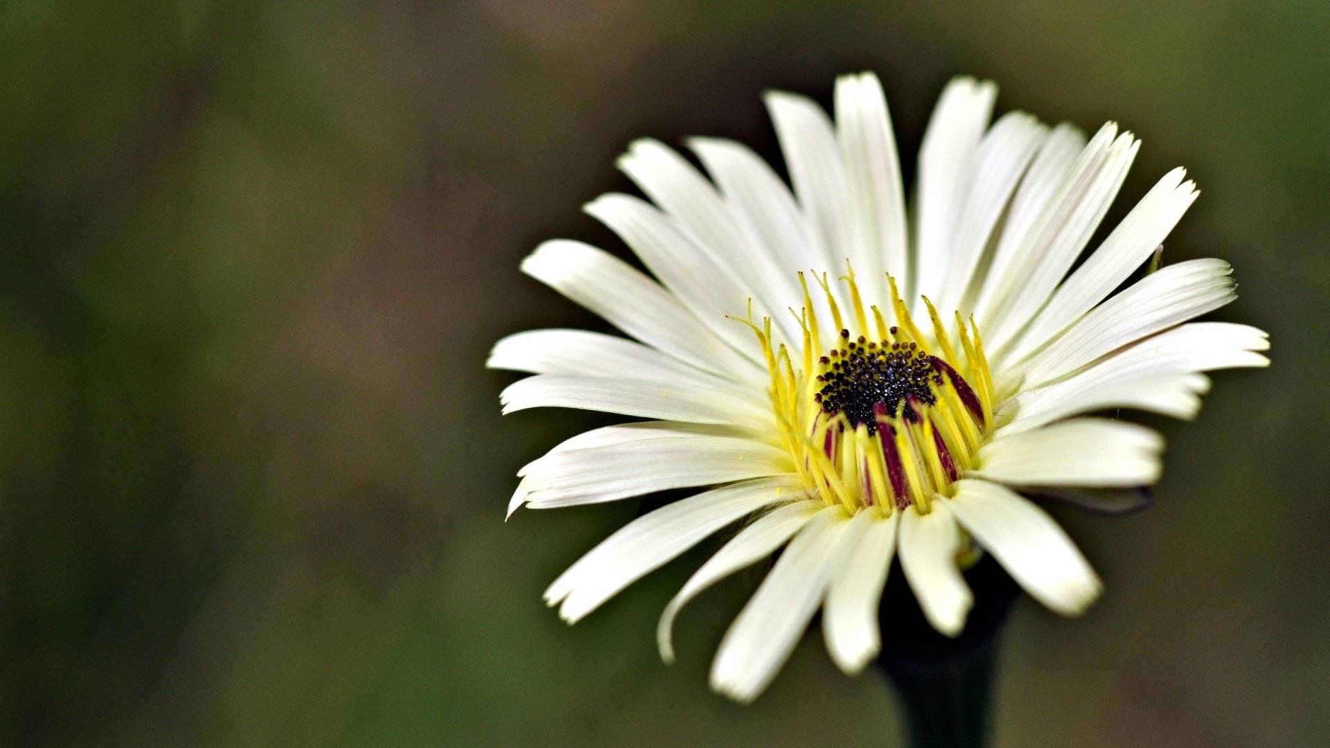 decorative daisy yellow strings languid middle flowers petals flower macro