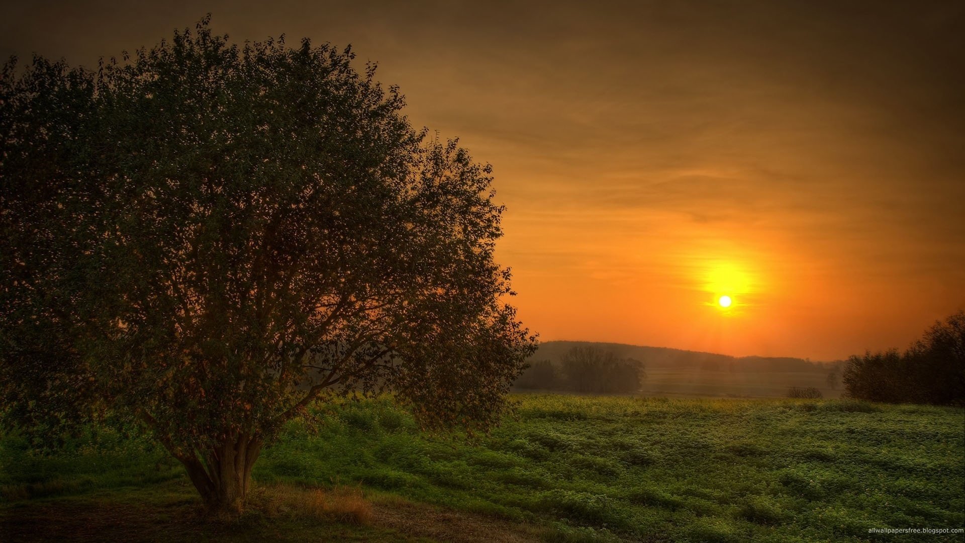 albero peloso erba verde tramonto campo sera cielo paesaggio verde albero solitario cespugli raggi sole