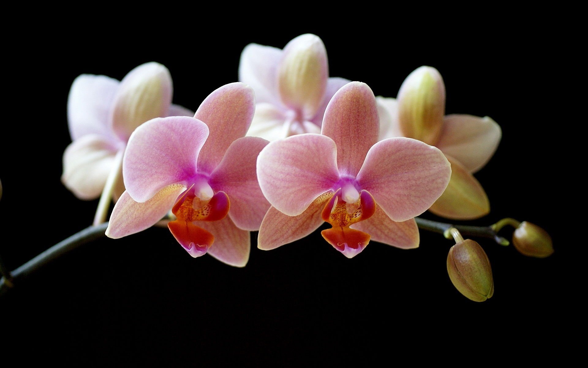 natural creation sprig of flowers closed buds flowers macro black background orchid