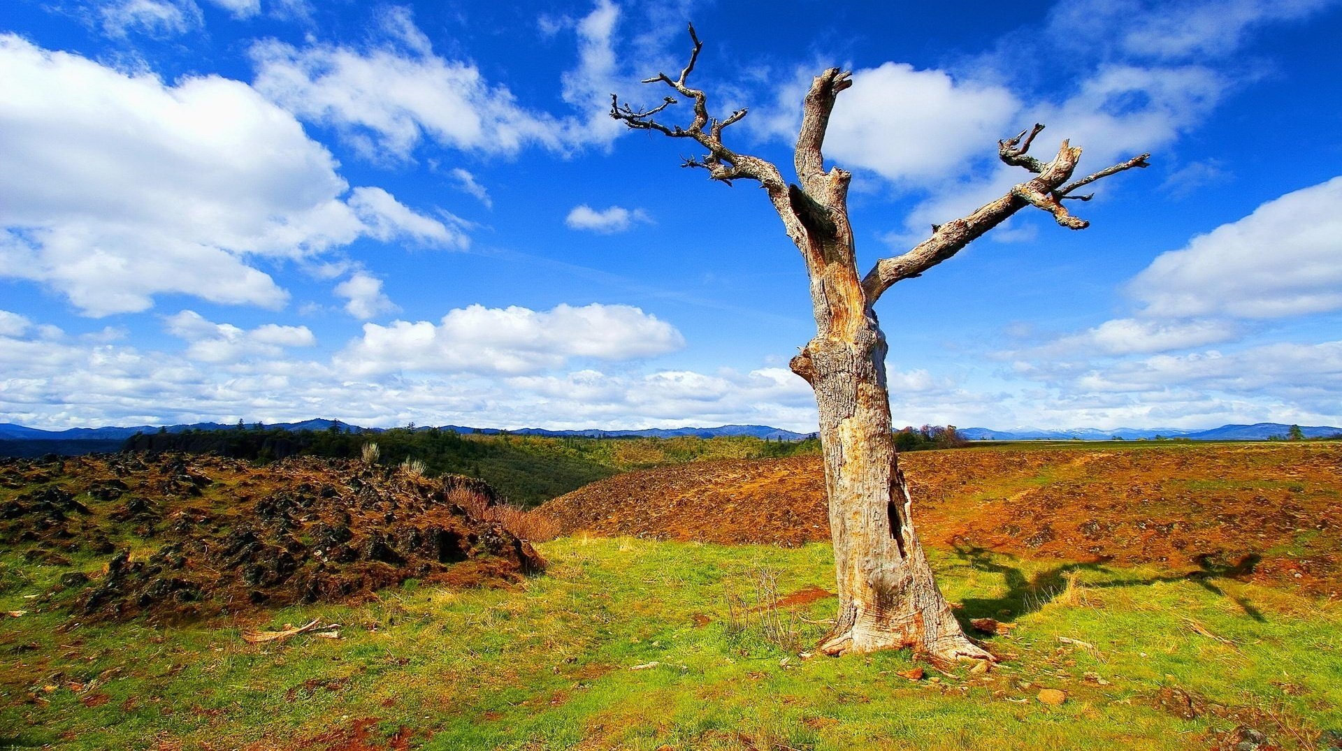 the open field a dry tree heaven the sky clouds trunk snag shadow summer day the sun meadow nature landscape hills relief