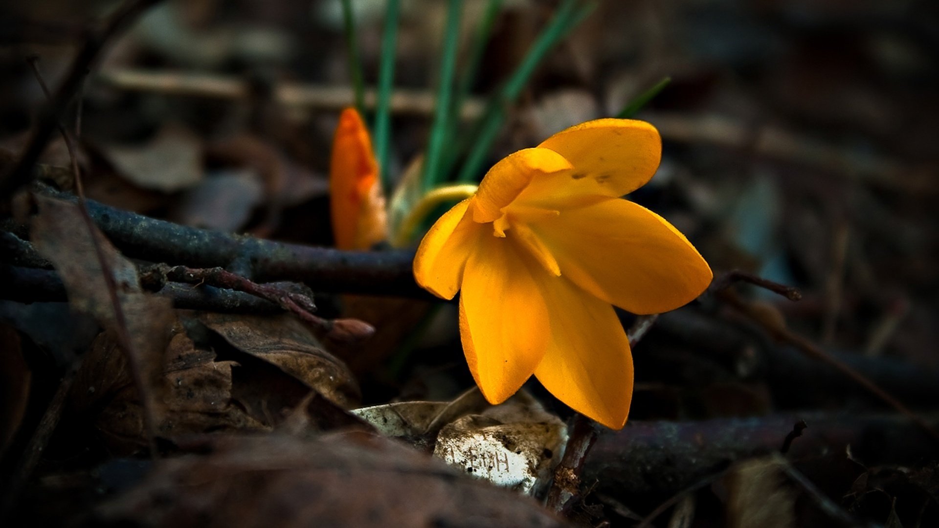 terreno lusinghiero fiori ramoscelli fiorellino macro