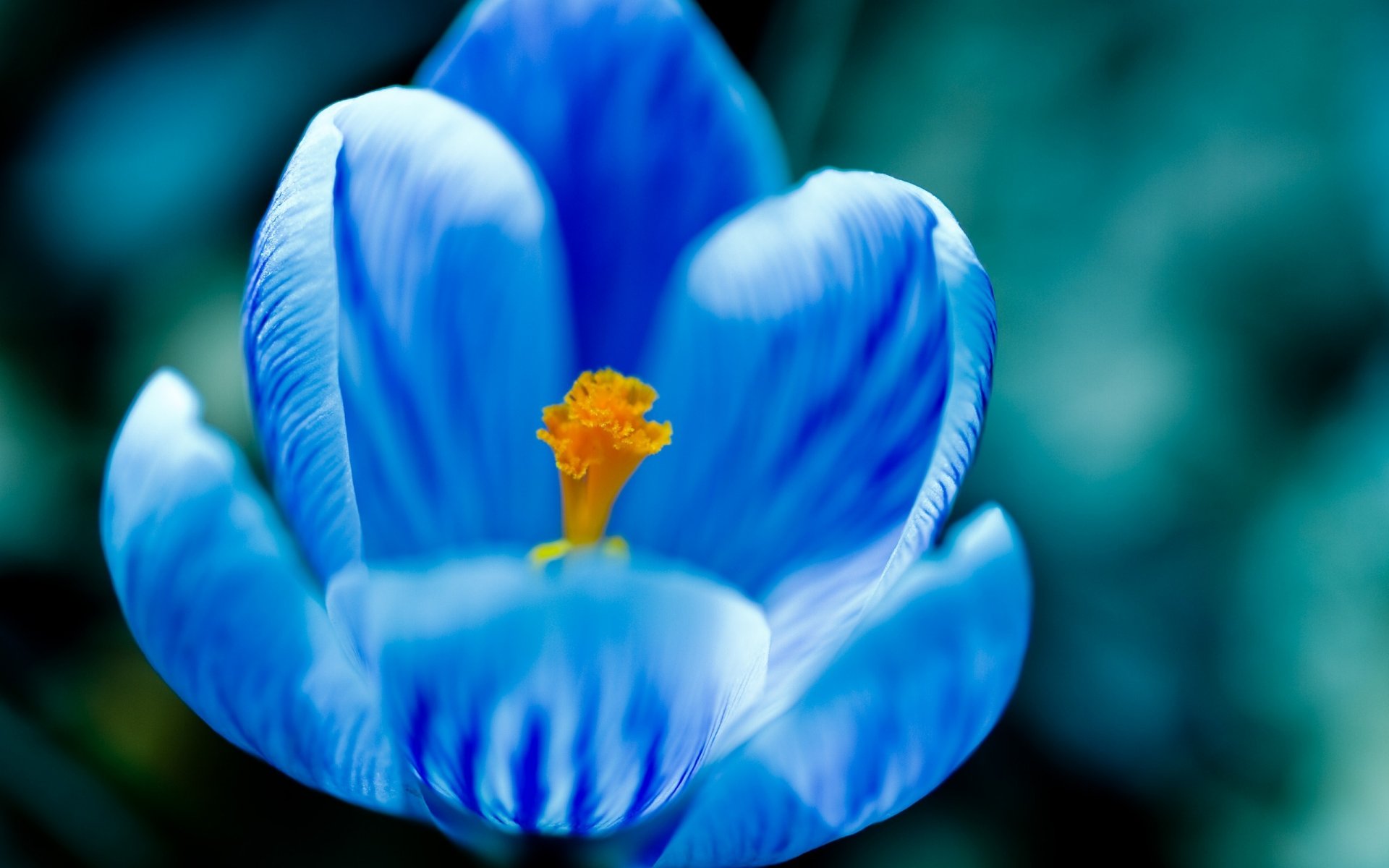 briciola blu petali delicati bocciolo aperto fiori natura macro