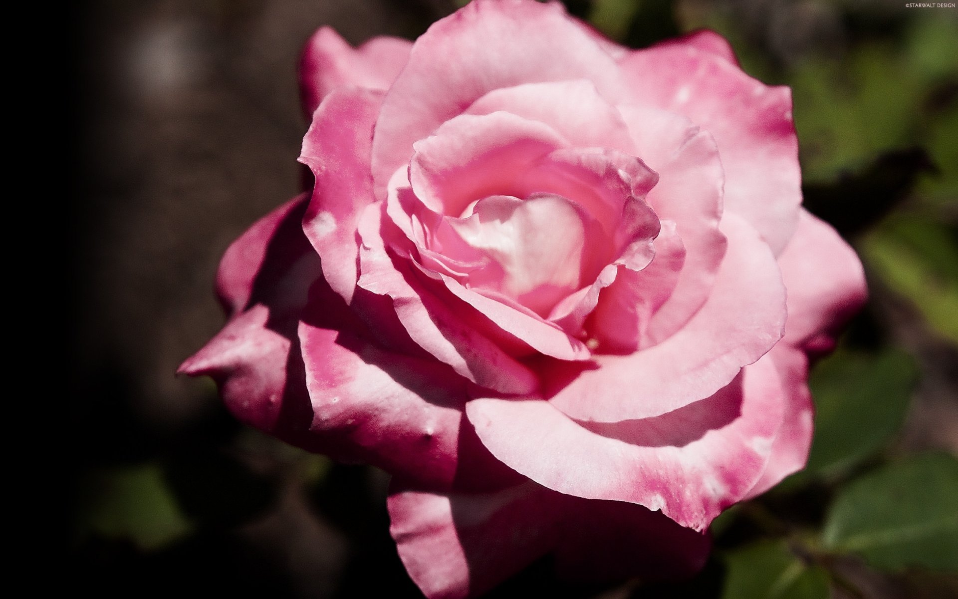 flores rosa de té rosa claro arremolinado macro rosas