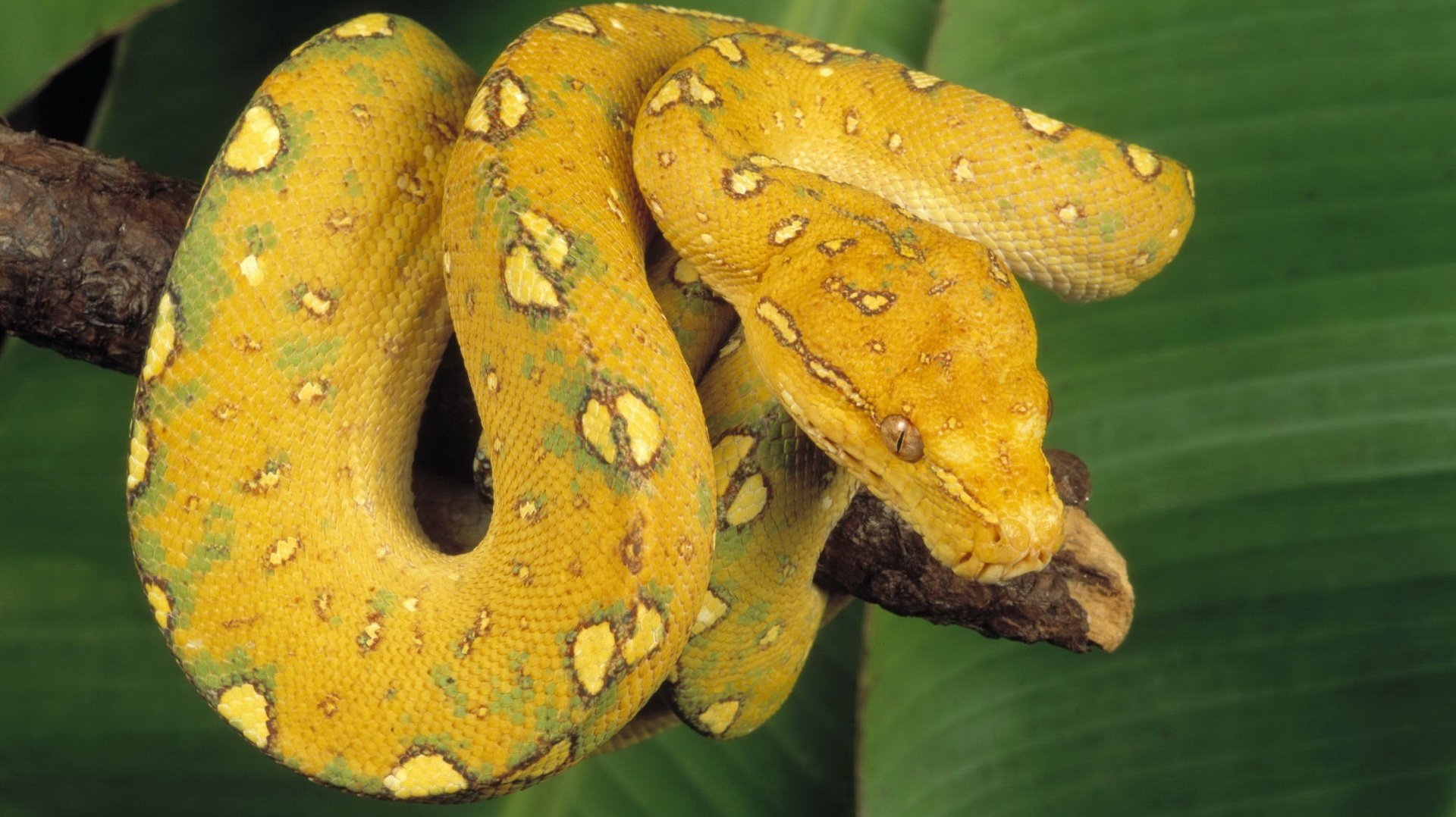 criatura natural serpiente en la rama animales plasunas