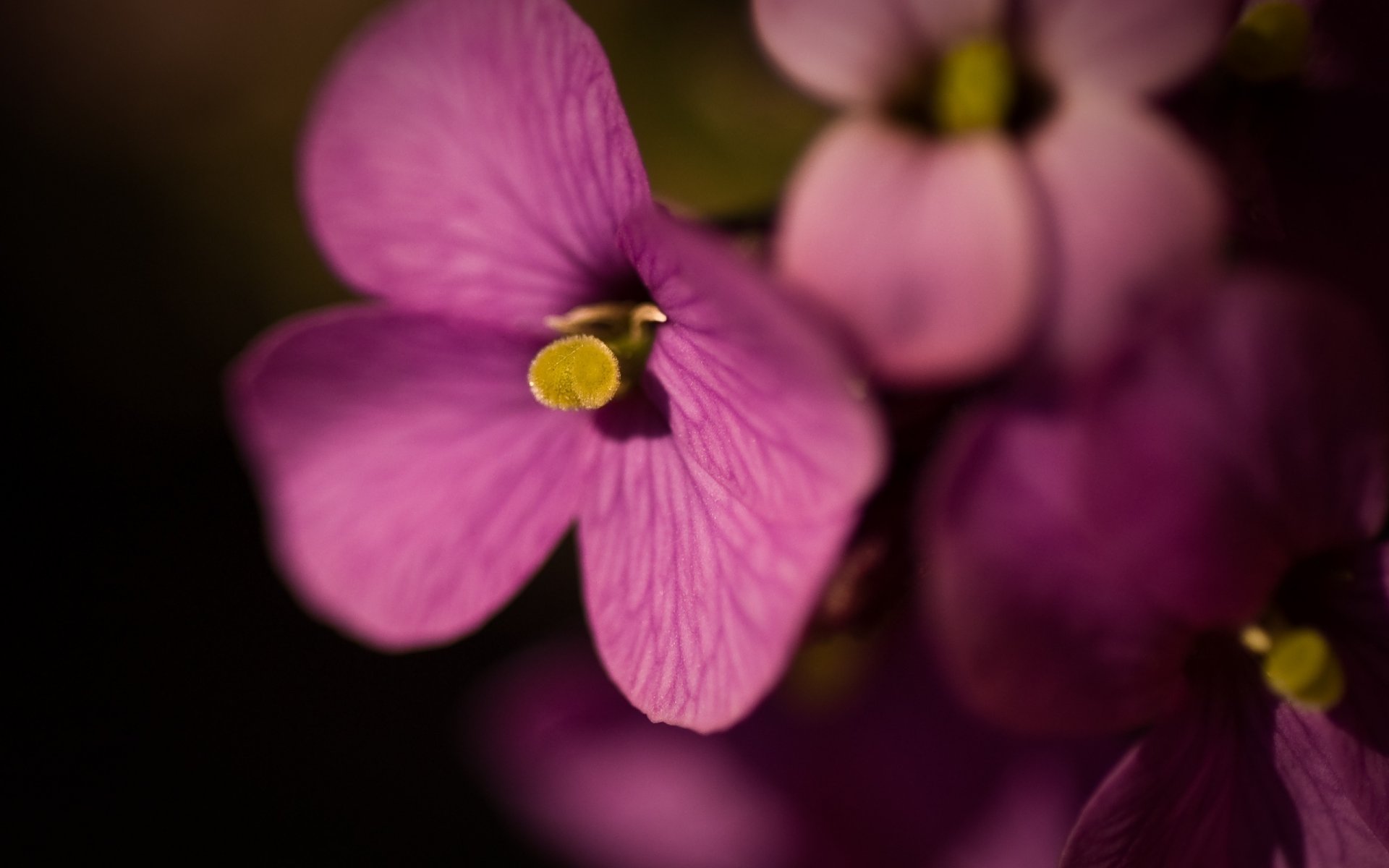 treaks on the petal flowers rich color lilac flowers macro