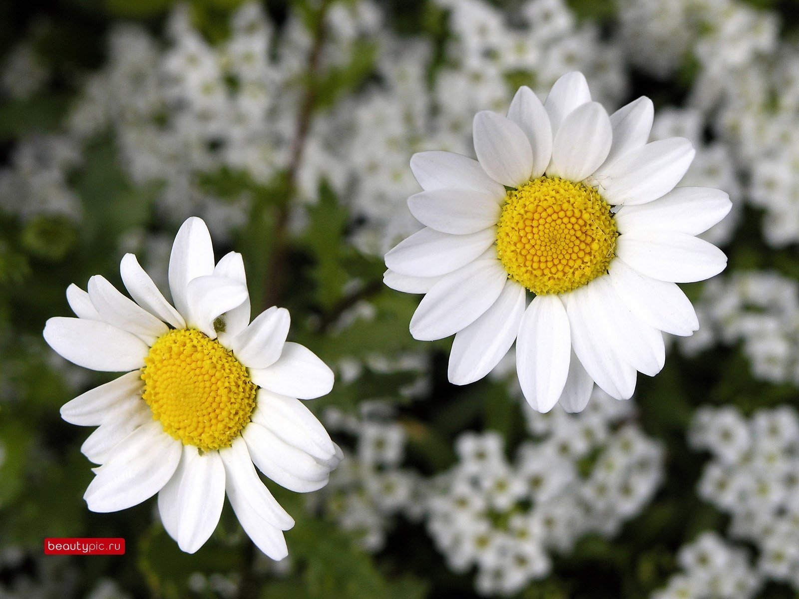 the branches of trees flowers white flowers chamomile macro