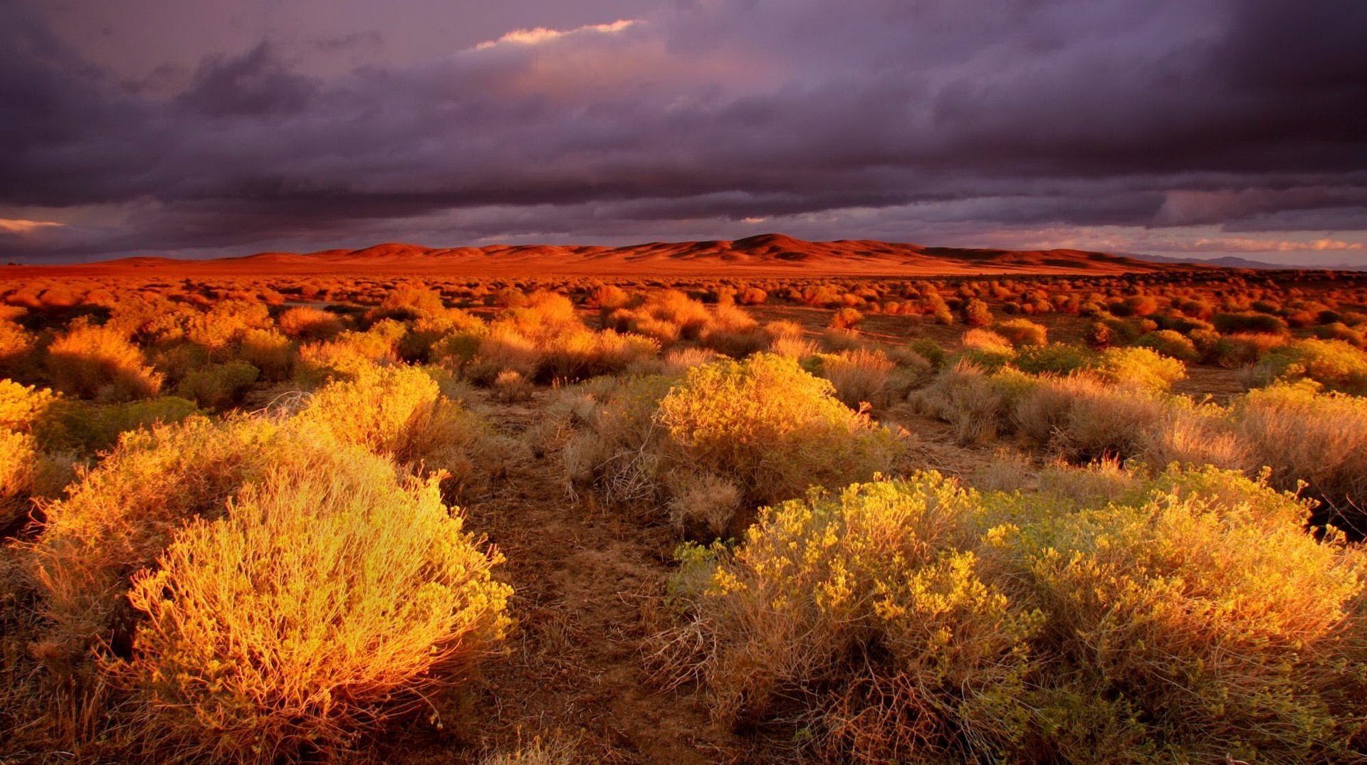 arbustos otoño claros de arena desierto cielo nubes montañas