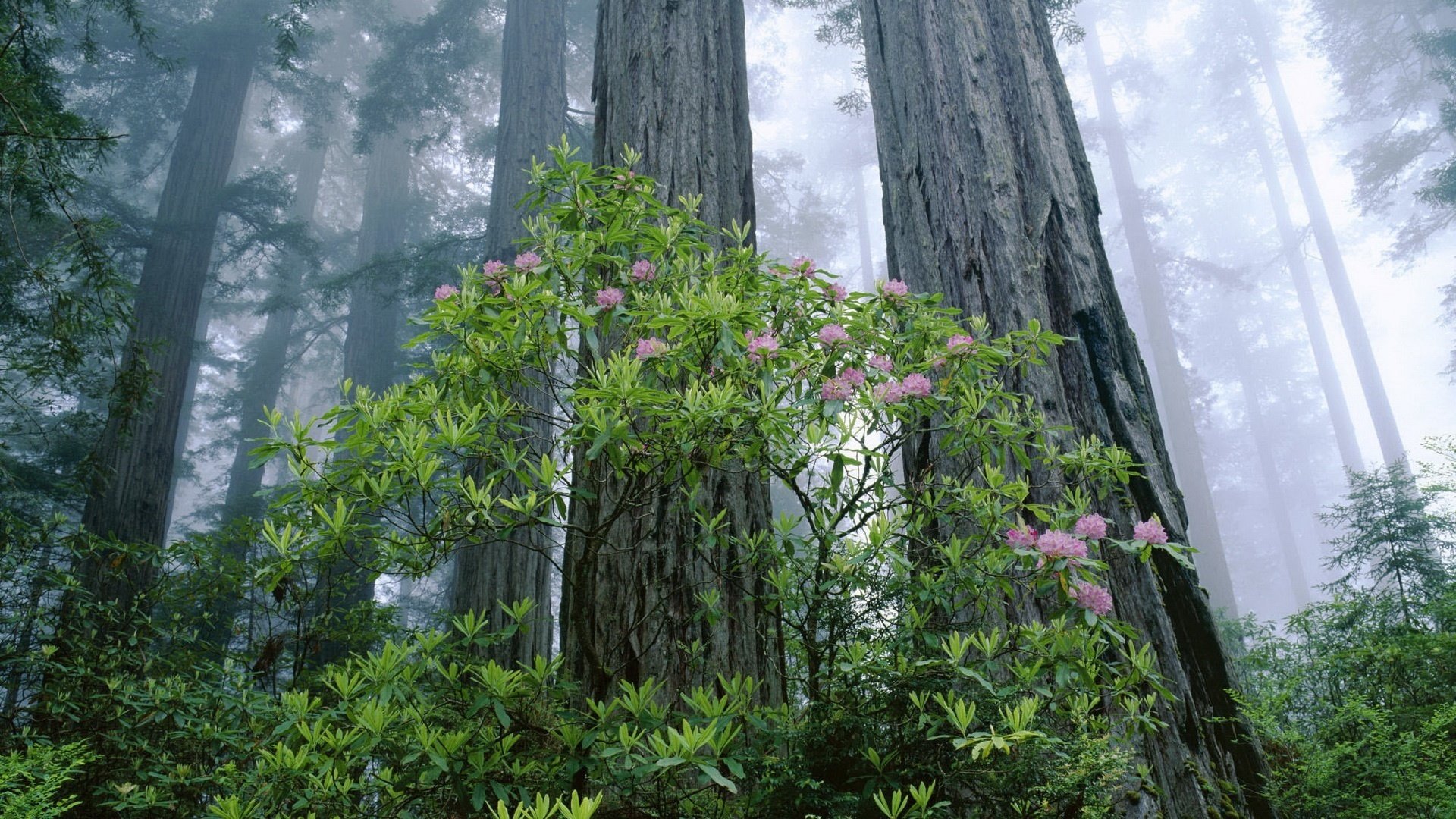 corteza de árbol arbusto lila flores bosque bosque matorral niebla