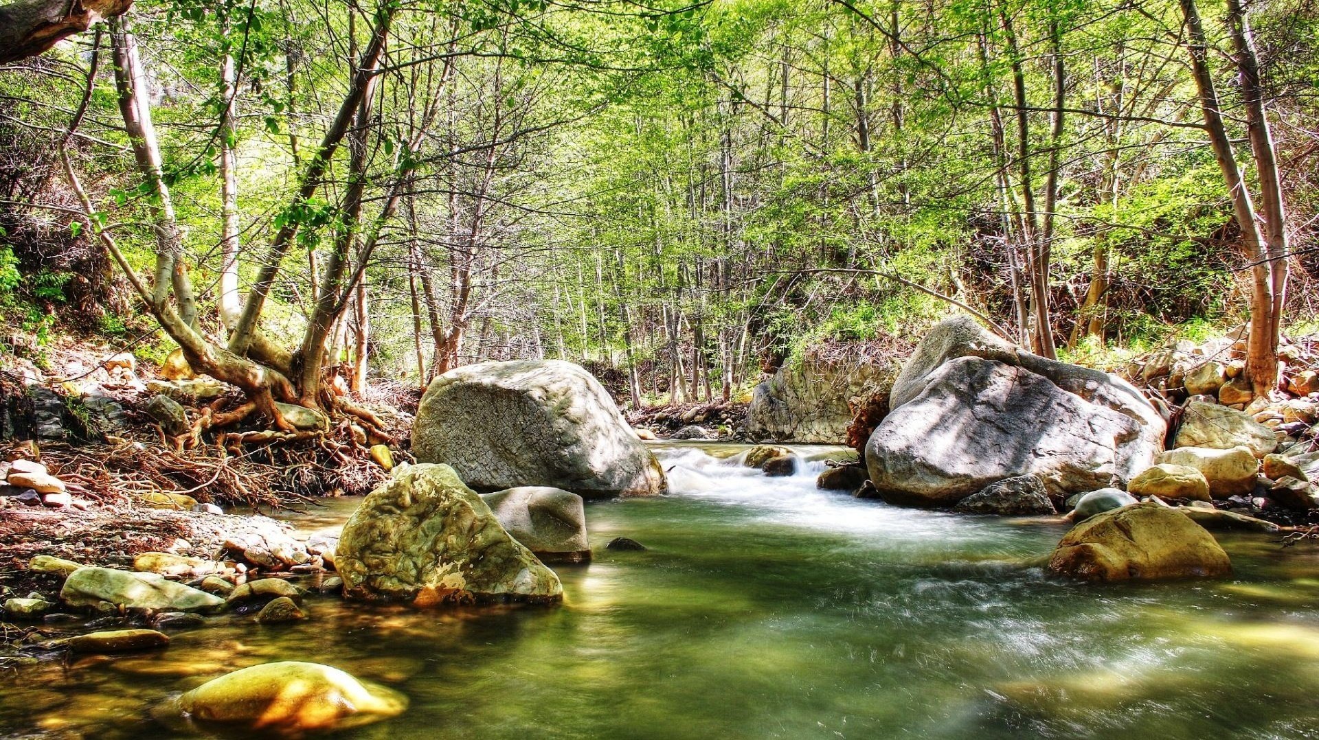 rivière de montagne lumière du soleil faune forêt ruisseau pierres rochers courant arbres