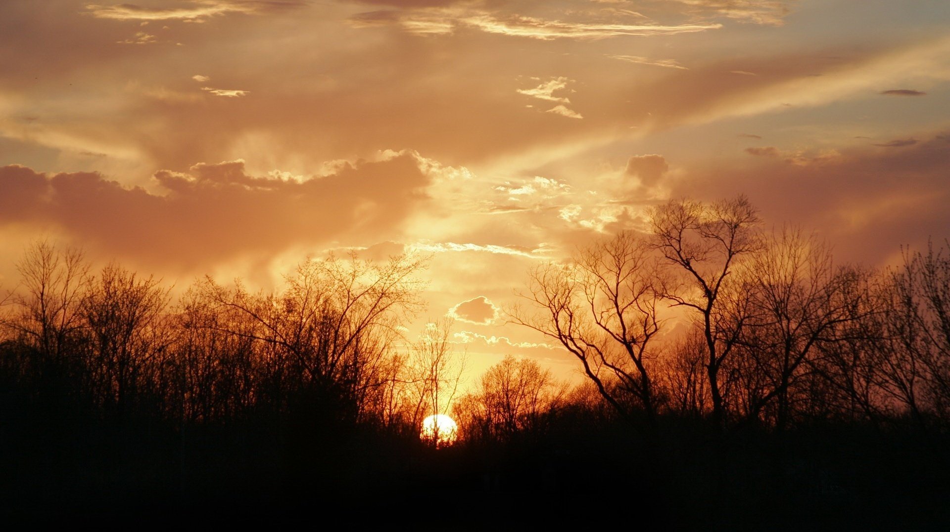 branches sèches coucher de soleil ombres ciel soleil nature