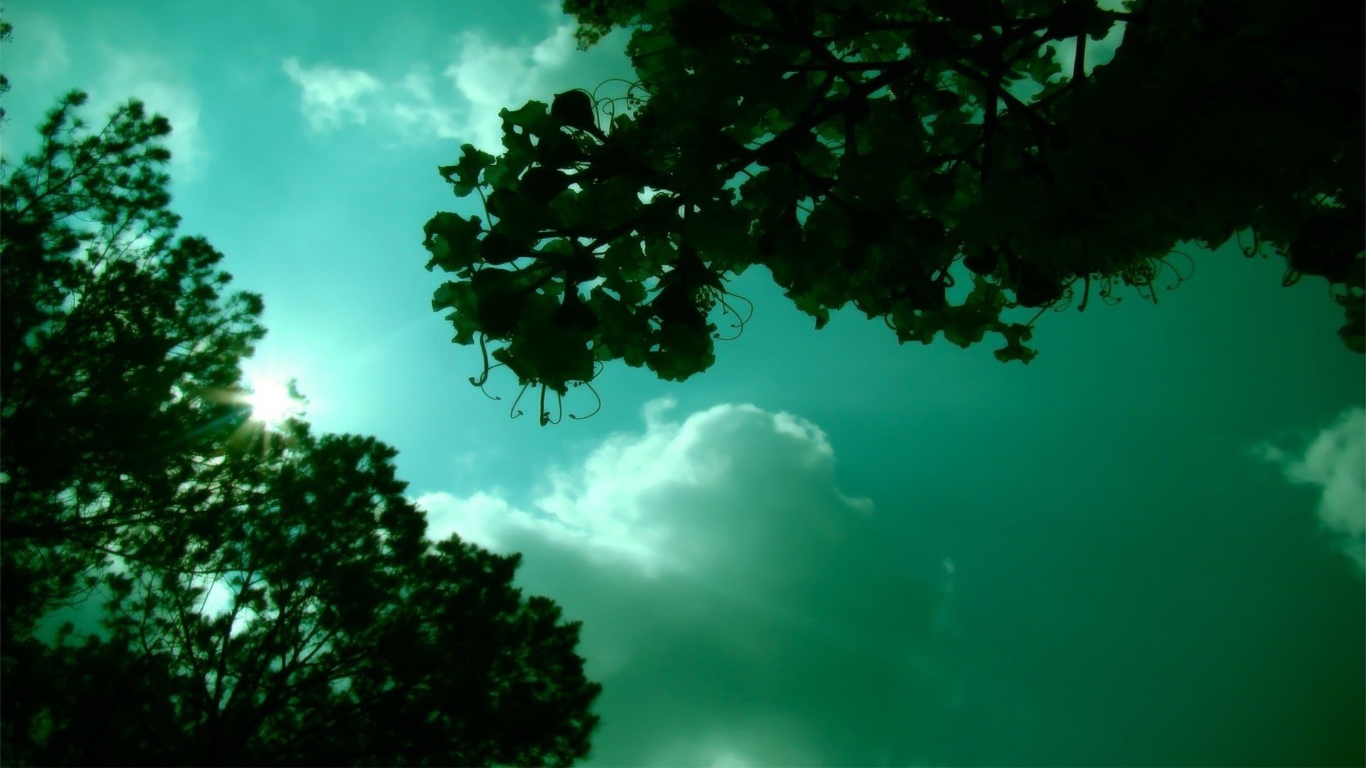 feuillage dans le ciel rayons de lumière branches ciel nuages rayons soleil vue de dessous nature paysage