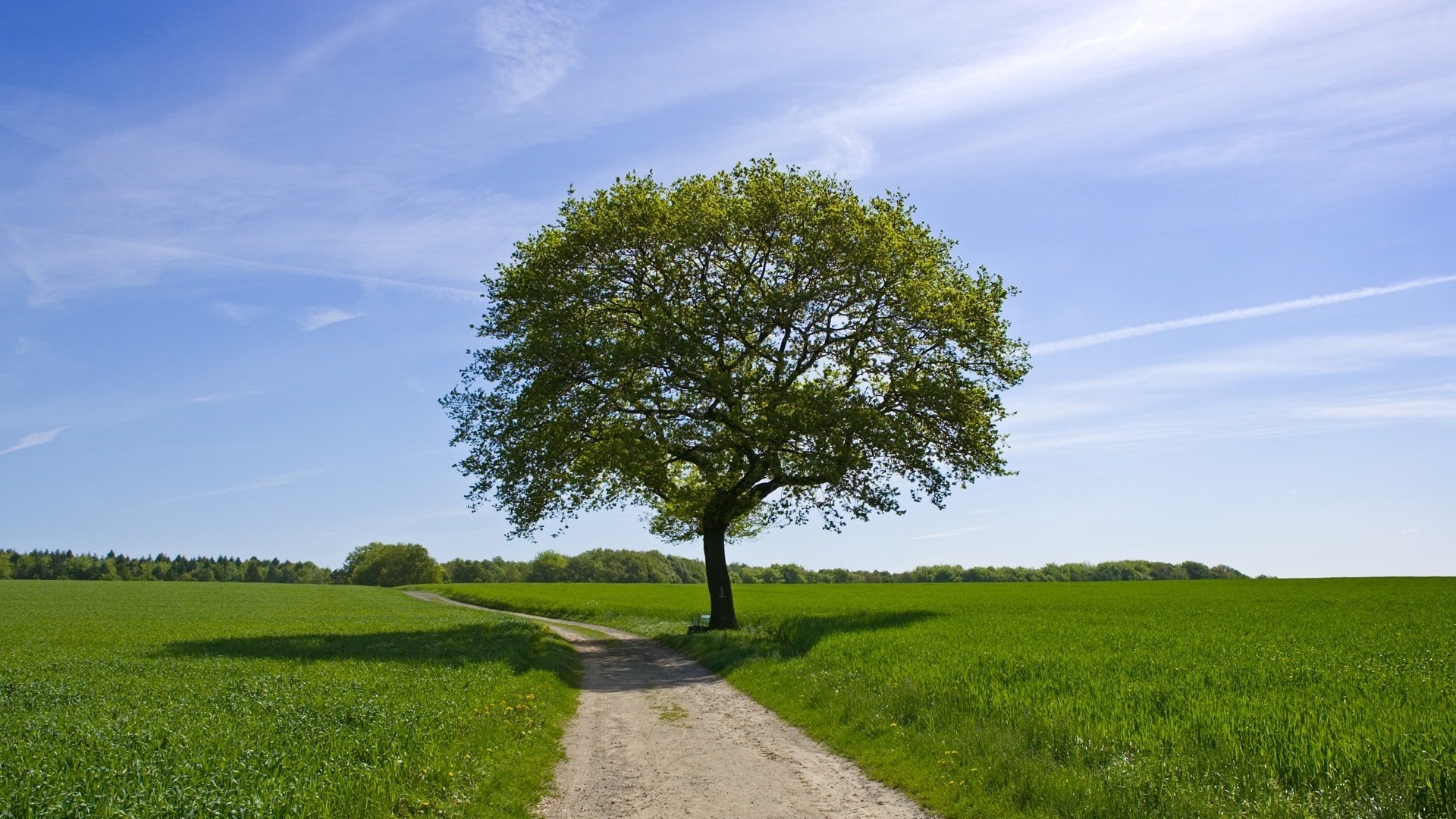 samotne drzewo puszyste liście ścieżka zieleń niebo pole łąka krajobraz natura cień słoneczny dzień lato spokój cisza