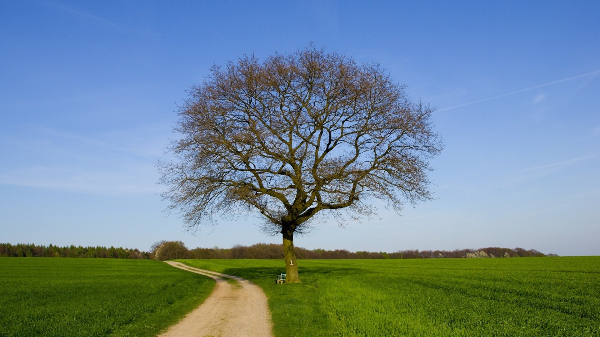 droga polowa suche drzewo zielona trawa droga niebo pole łąka lato błękitne niebo natura samotne drzewo krajobraz