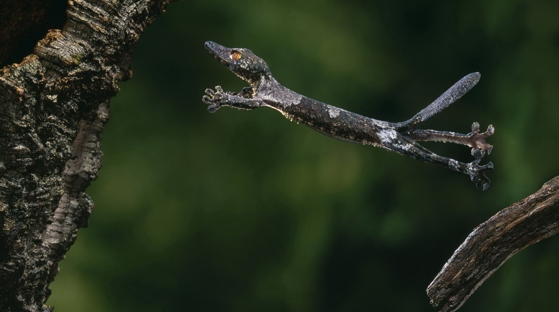 petit crocodile long arbres saut moment mouvement photo branches queue