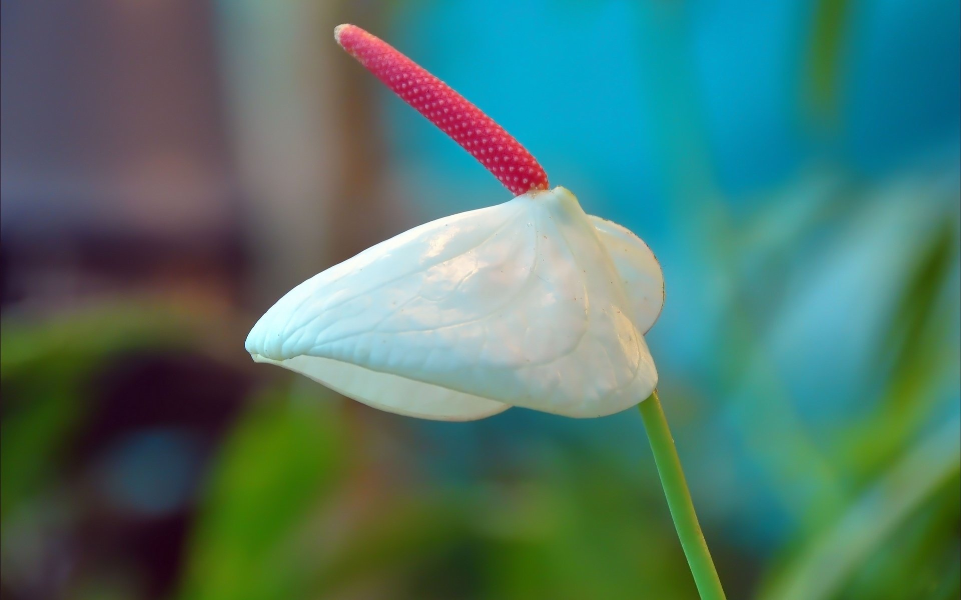 kala pistilo rosado flores hoja blanca macro