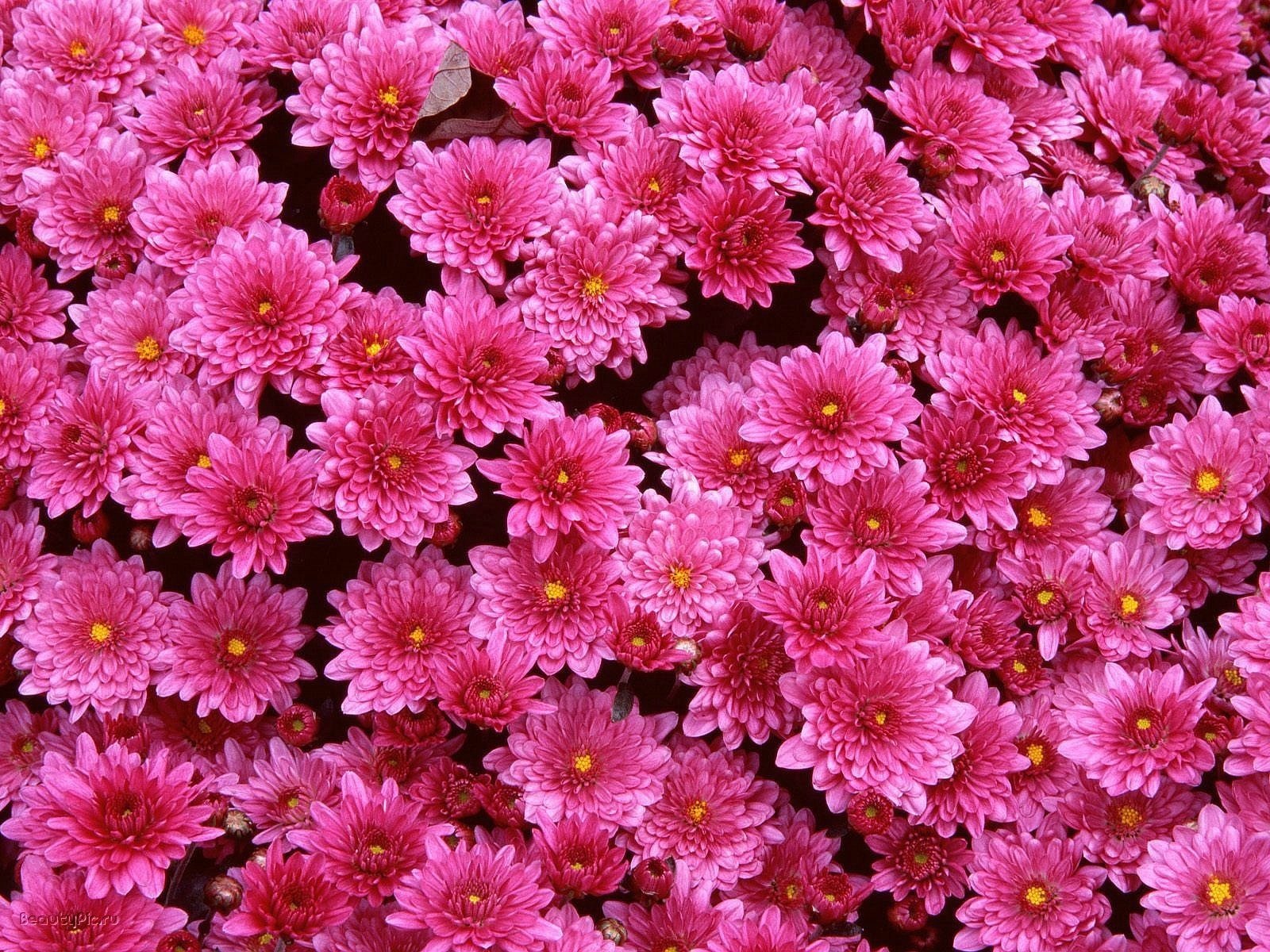 fleurs clairière chrysanthèmes rose