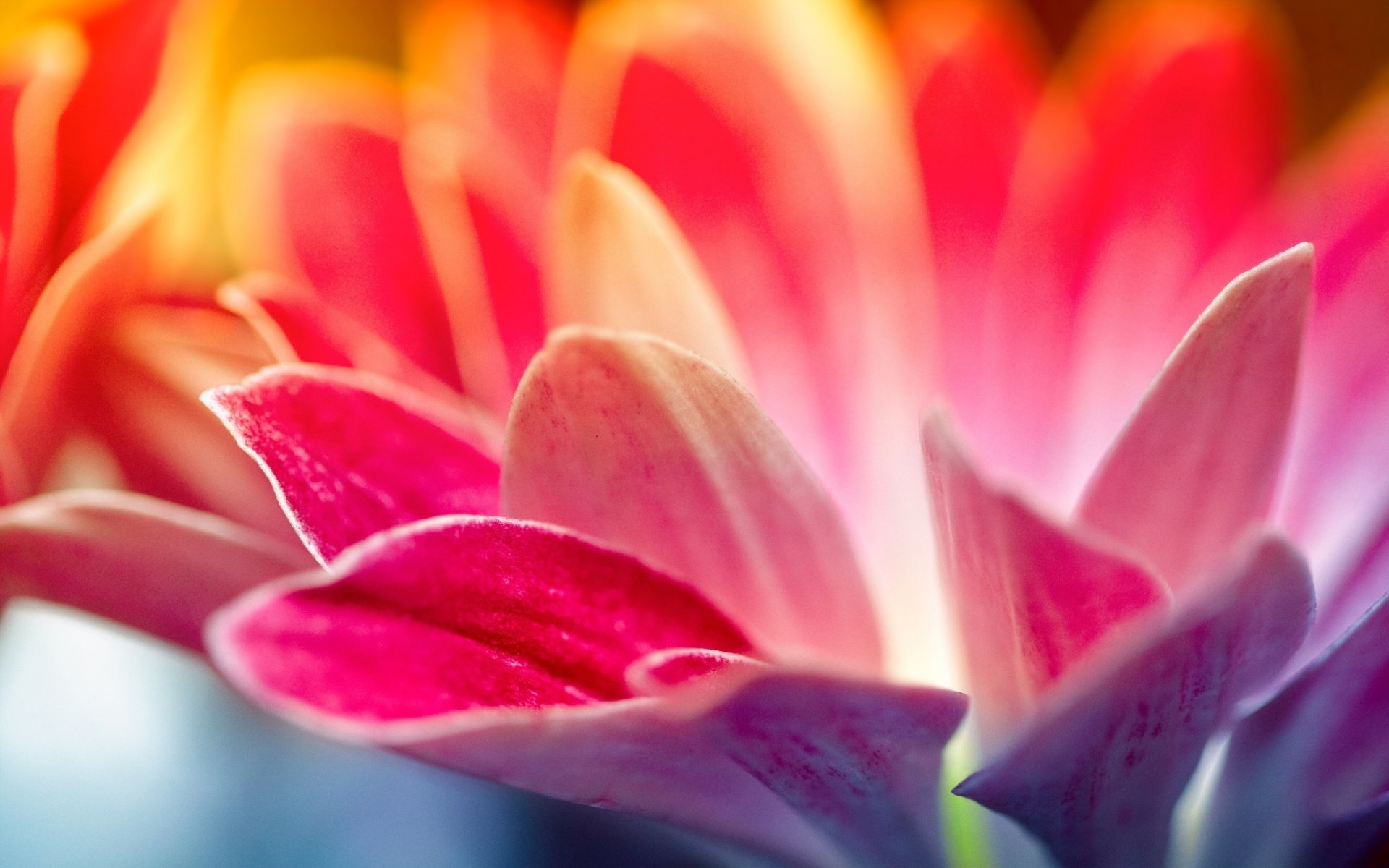 flowers raspberry the sun s rays long petals macro