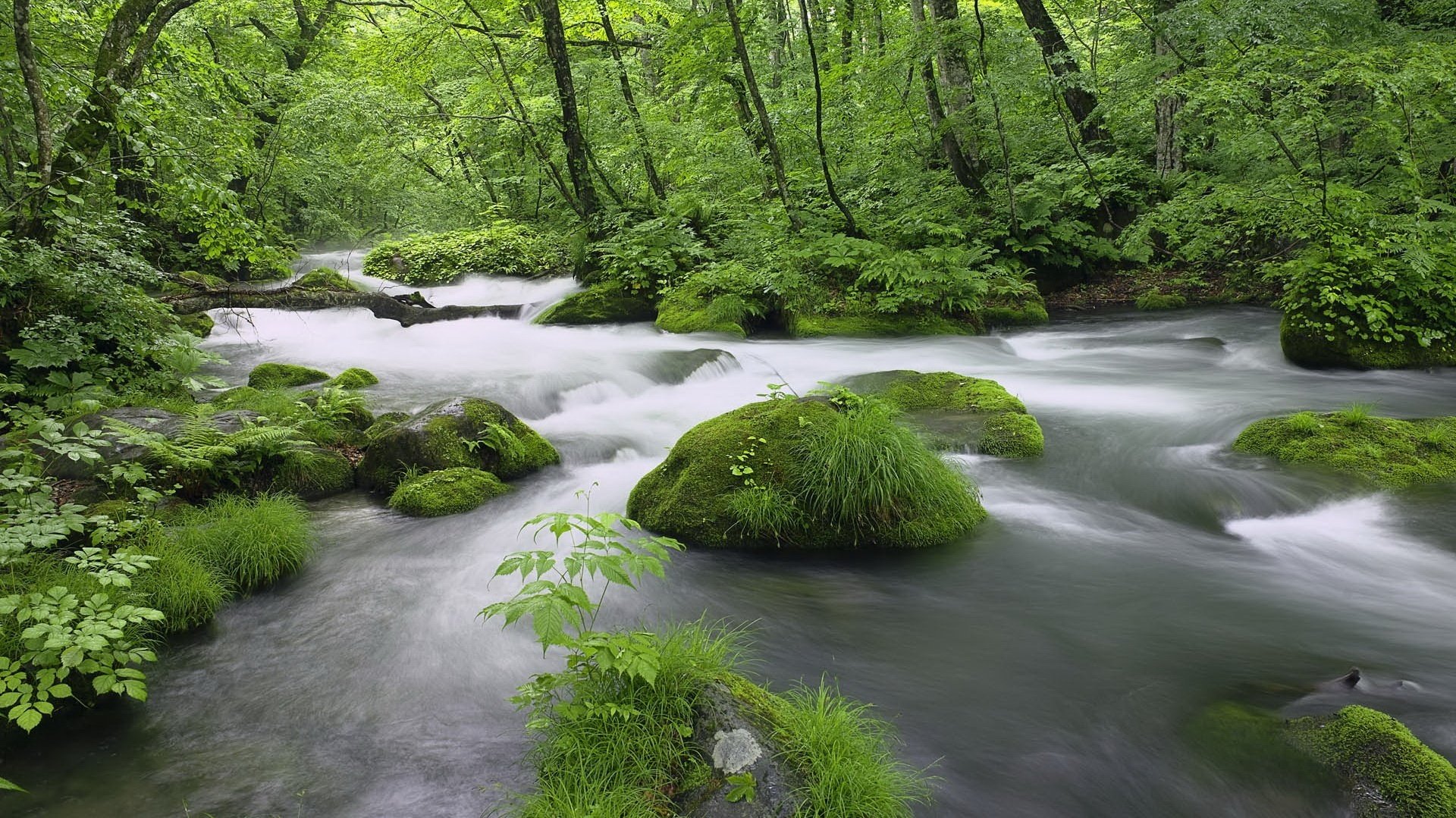 matorrales salvajes musgo agua brumosa bosque arroyo vegetación arbustos río corriente paisaje naturaleza piedras