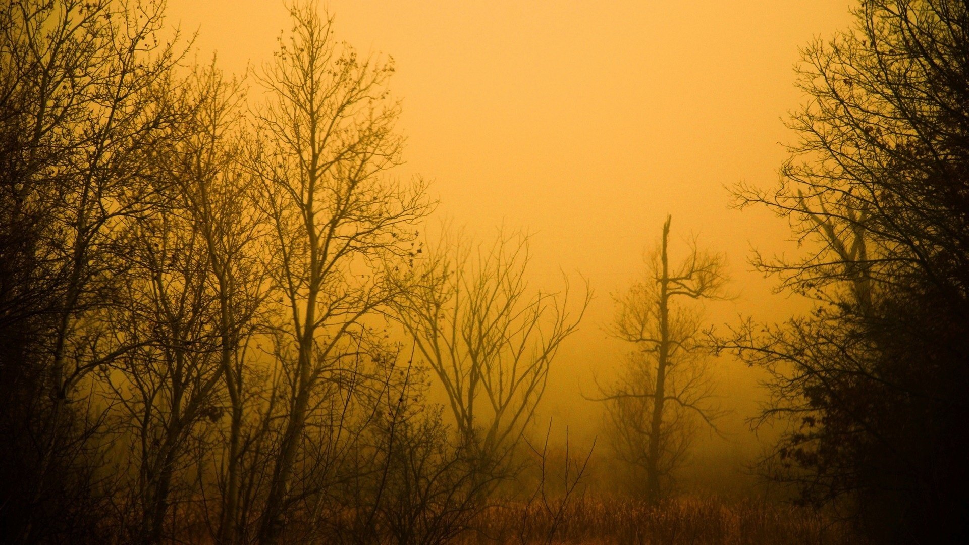 brouillard arbres sans feuillage gris automne brume jaune