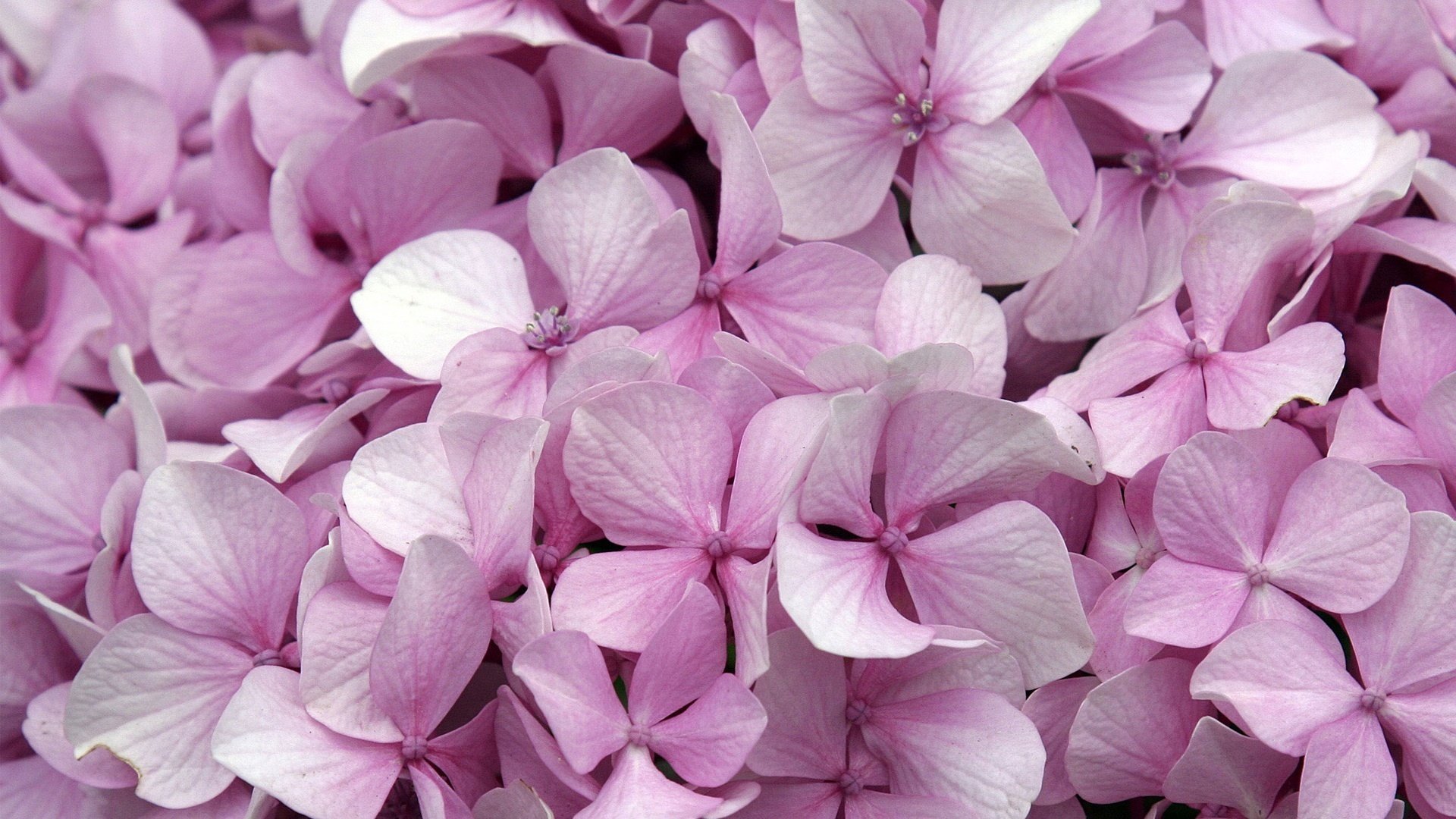 flores lilas pequeñas flores migas