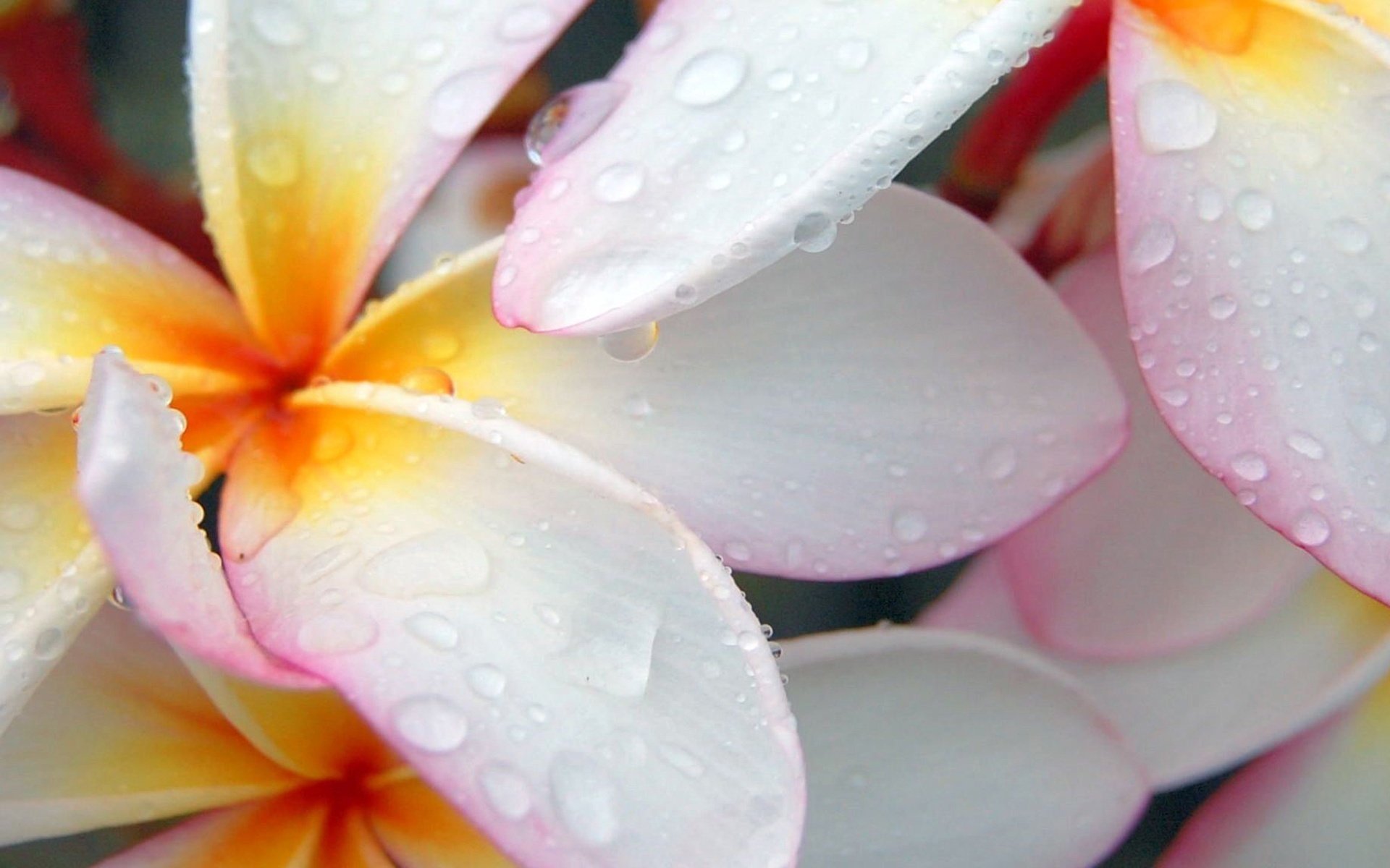 leprechaun blanc fleurs tendresse teinte rose gros plan