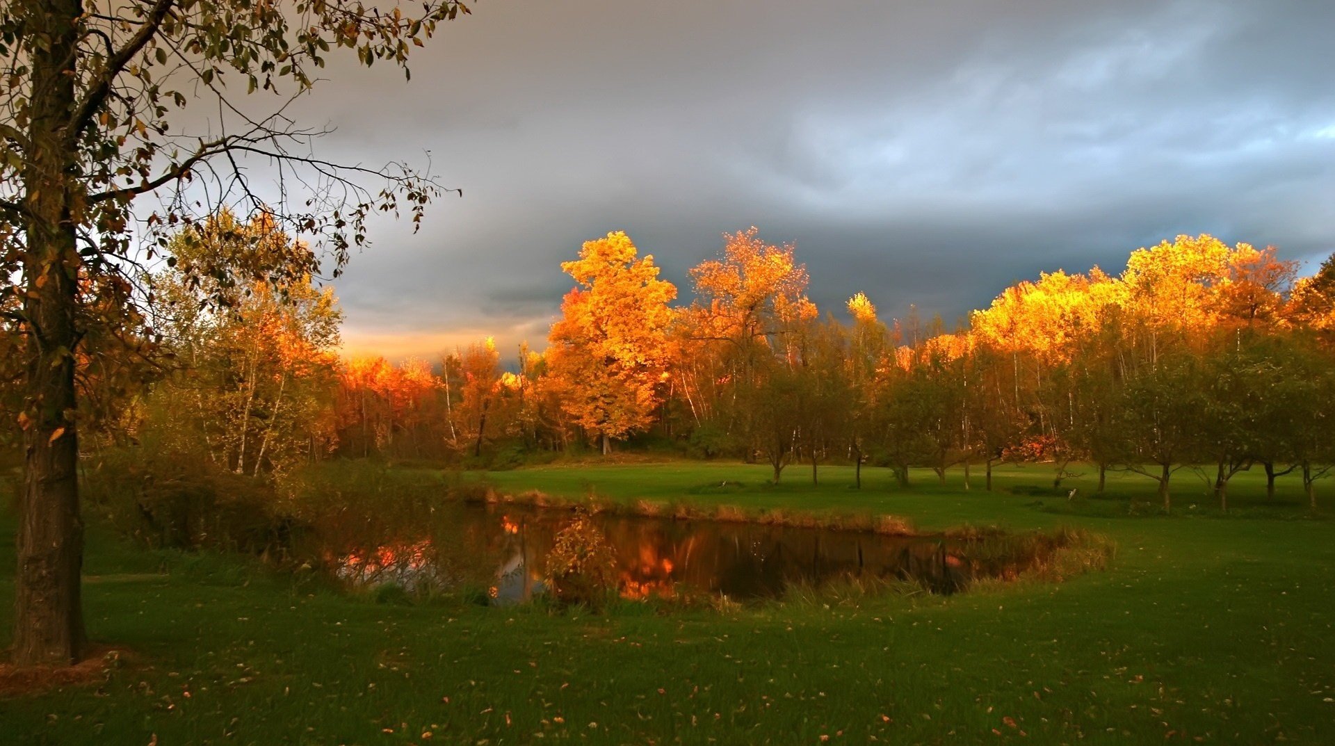 lumière sur le dessus feuille arbres automne lac forêt eau nuages nuageux nature paysage couleurs d automne temps d or herbe