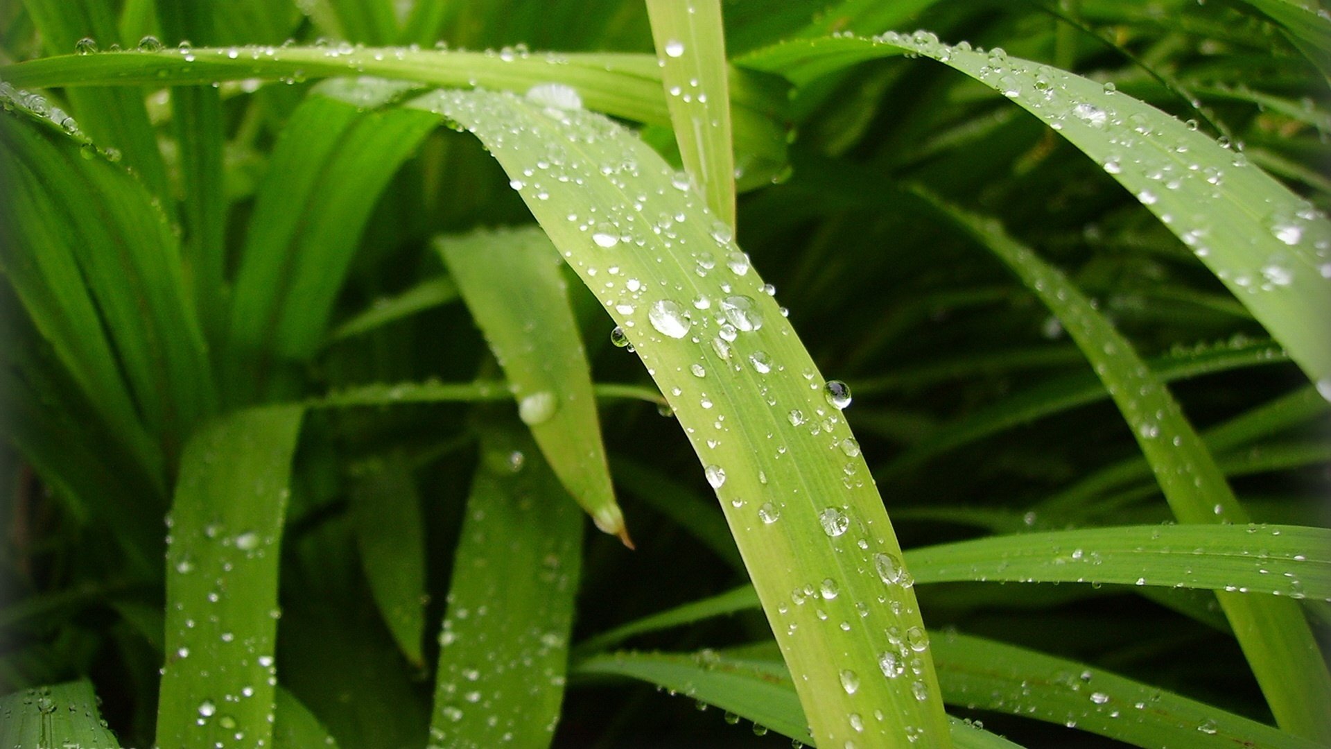 hierba verde gotas de rocío mañana verde naturaleza macro rocío gotas