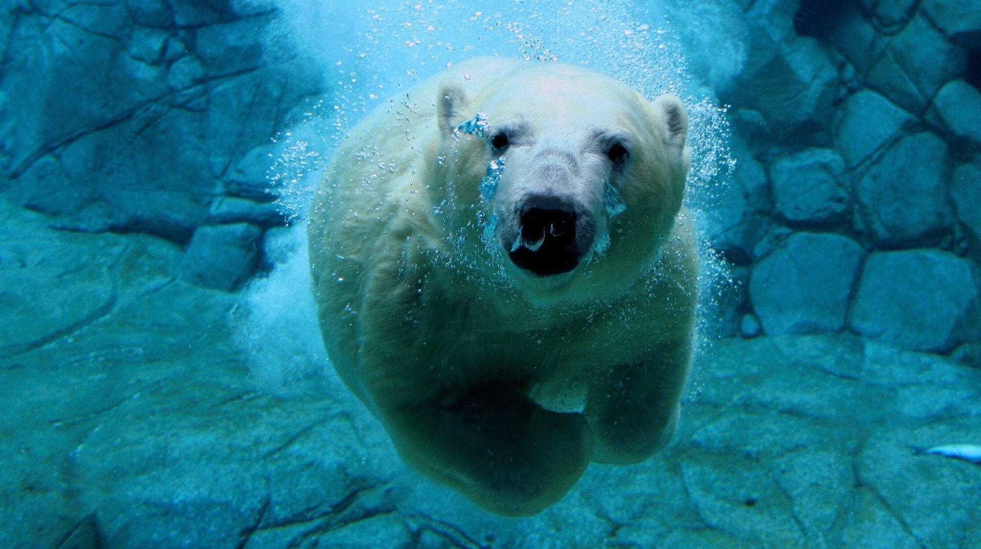 nage sous l eau ours polaire petits pains animaux ours