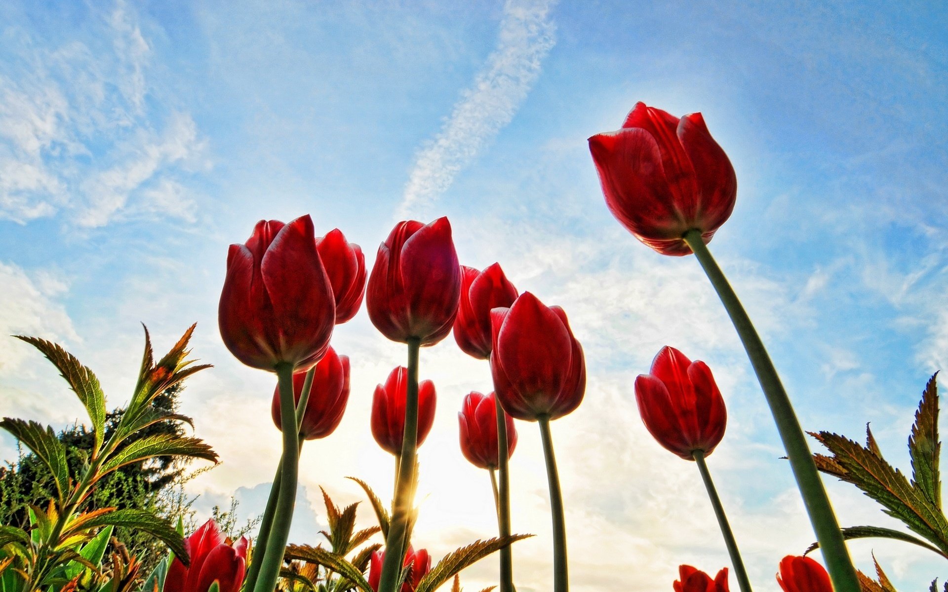 fleurs tendre la main au soleil herbe tulipes