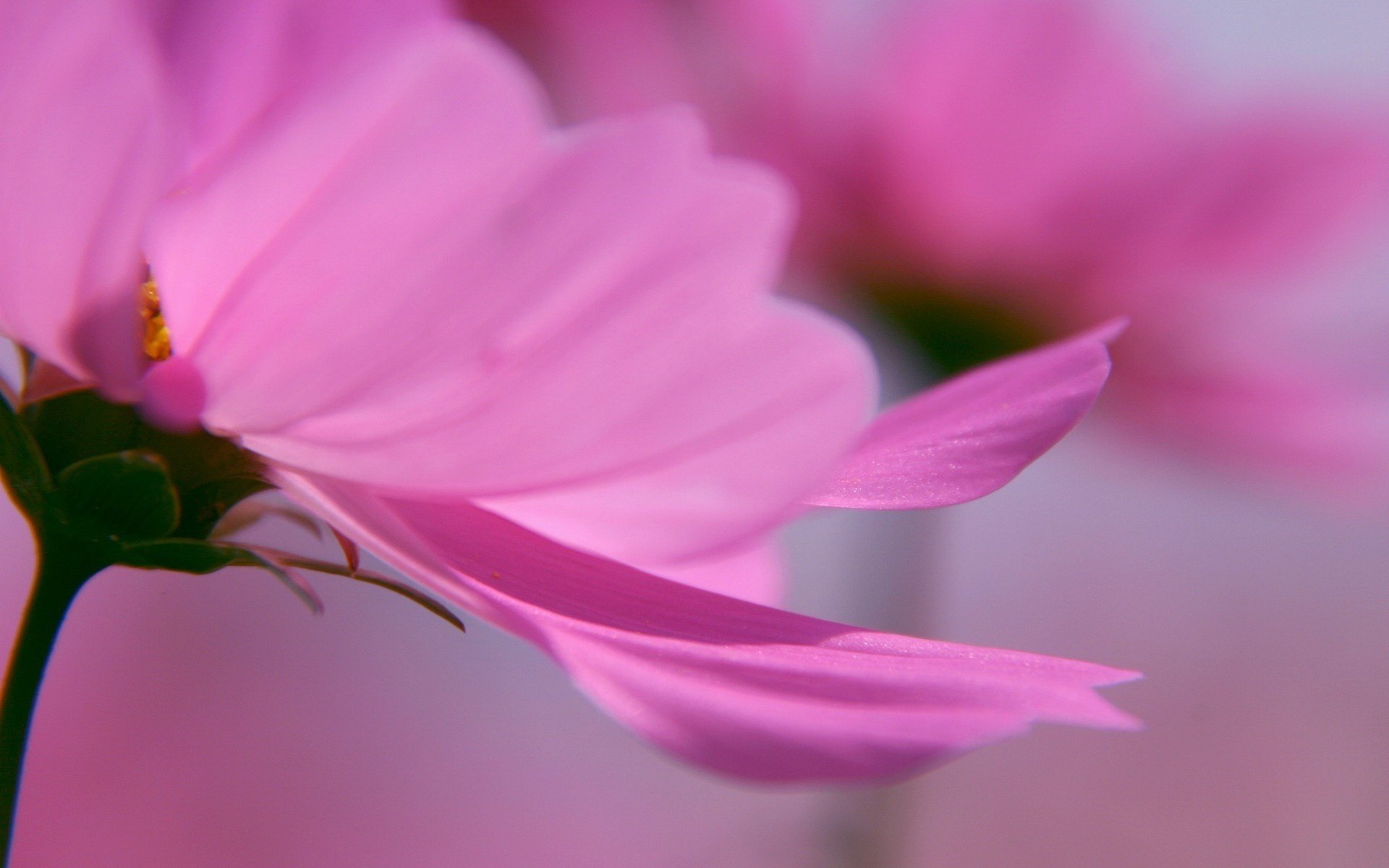 fleurs tendresse teinte rose pétales gros plan