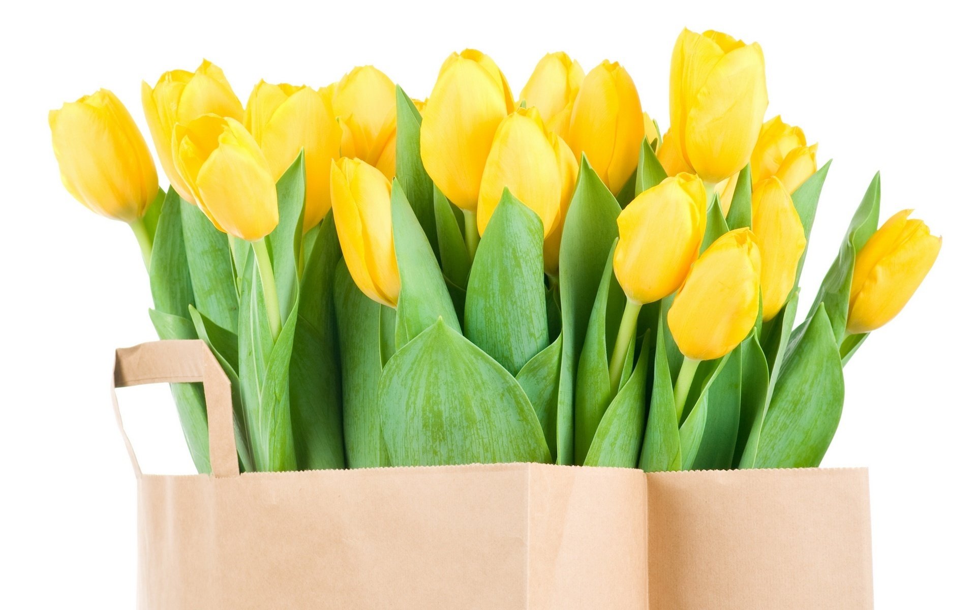 waiting for the winner flowers yellow tulips long leaves bouquet spring tulips flower nature yellow