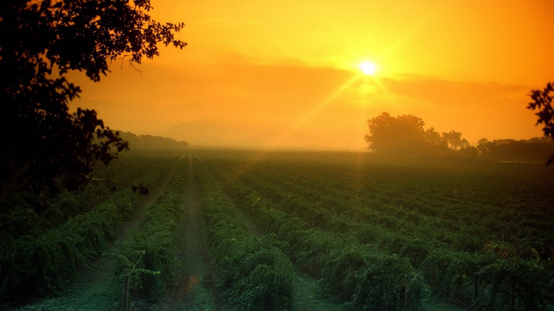 file di piantagioni campi verde tramonto campo orto sole raggi file piantagioni cielo alberi paesaggio natura sera