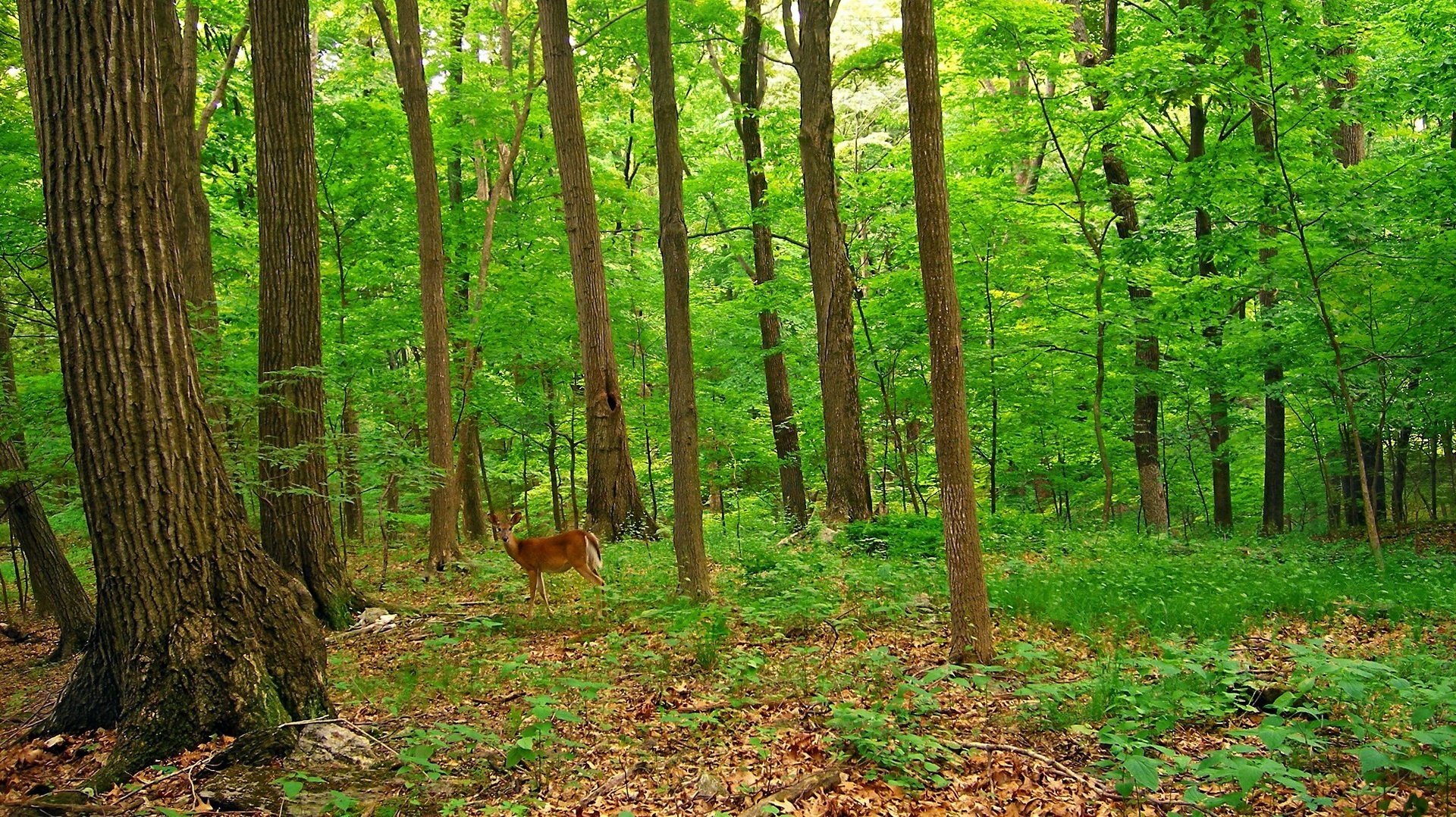 bestia selvaggia natura estate foresta animali cervi boschetti fogliame inizio autunno alberi cespugli