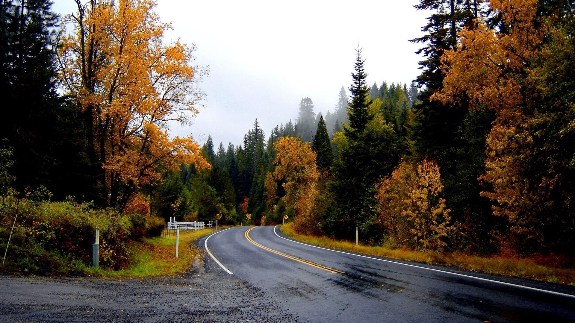 high christmas trees autumn time the way of the future forest road autumn markup track turn foliage the colors of autumn thickets the bushes trees landscape nature