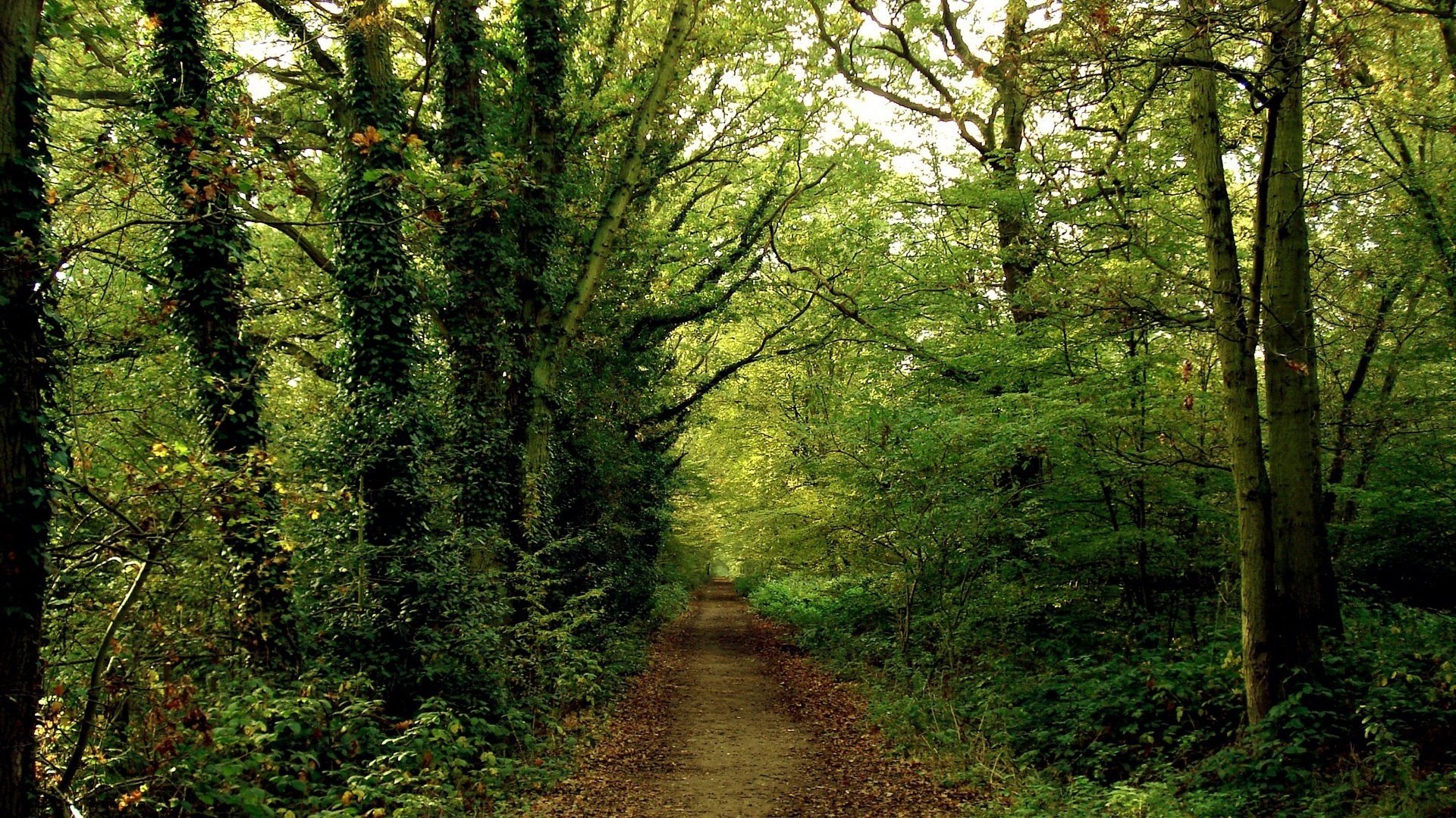 path in the forest green leaf cool forest thickets greens the bushes road summer