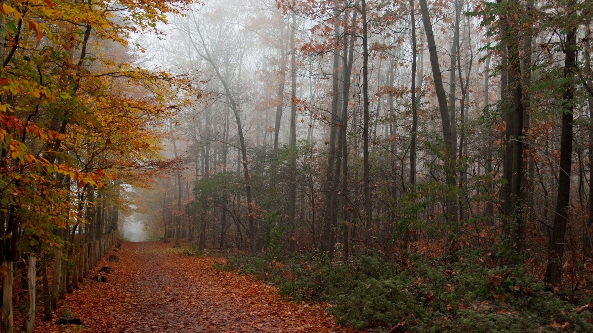 park in autumn avenue of bare trees foliage autumn forest fog road trail overcast thickets yellow leaves tree