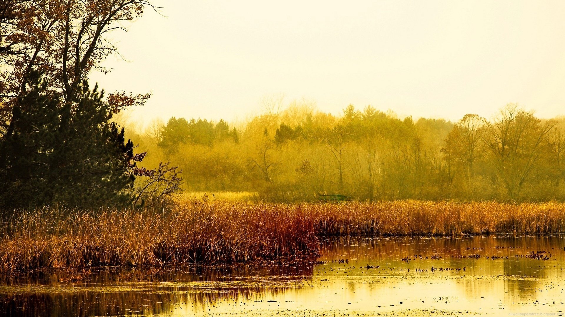 golden nature dry reeds trees forest autumn golden time foliage lake the reed