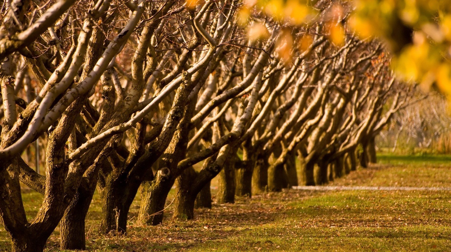 without foliage the trunks of the trees a number forest autumn