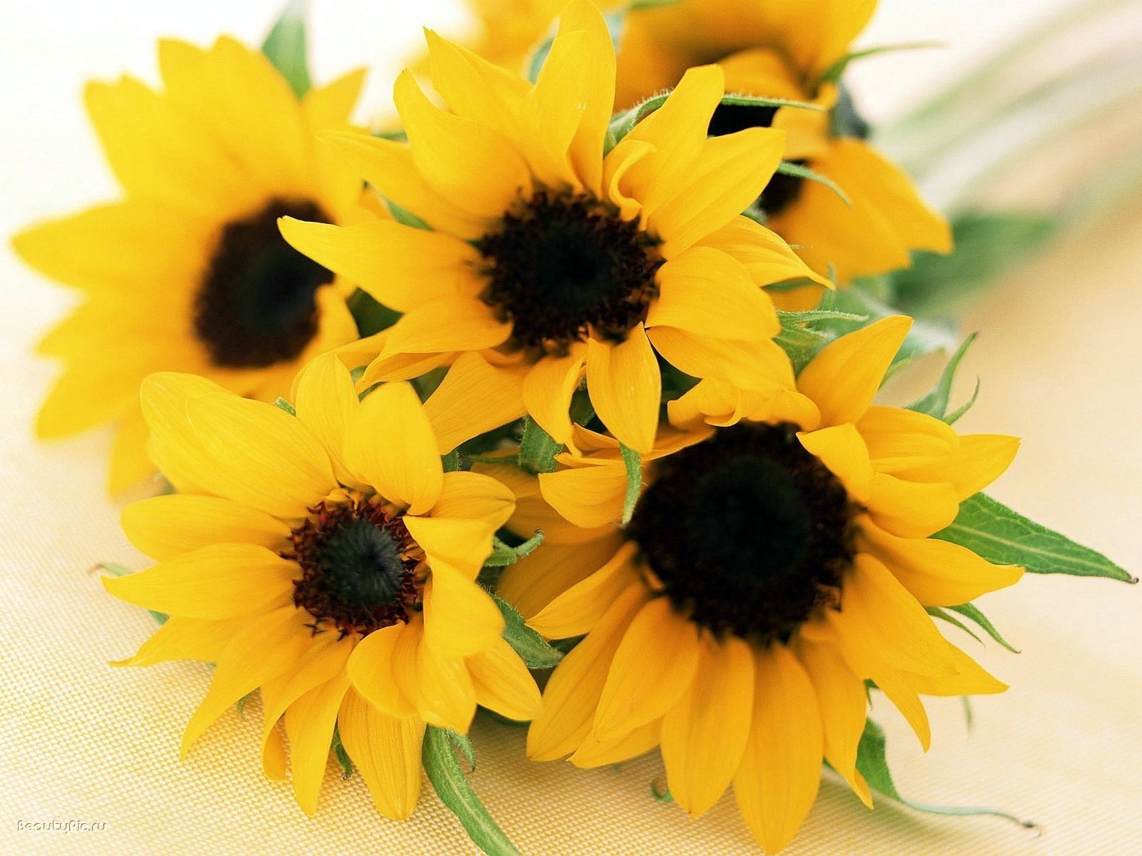 bouquet of sunflowers children of the sun flowers beauty bouquet