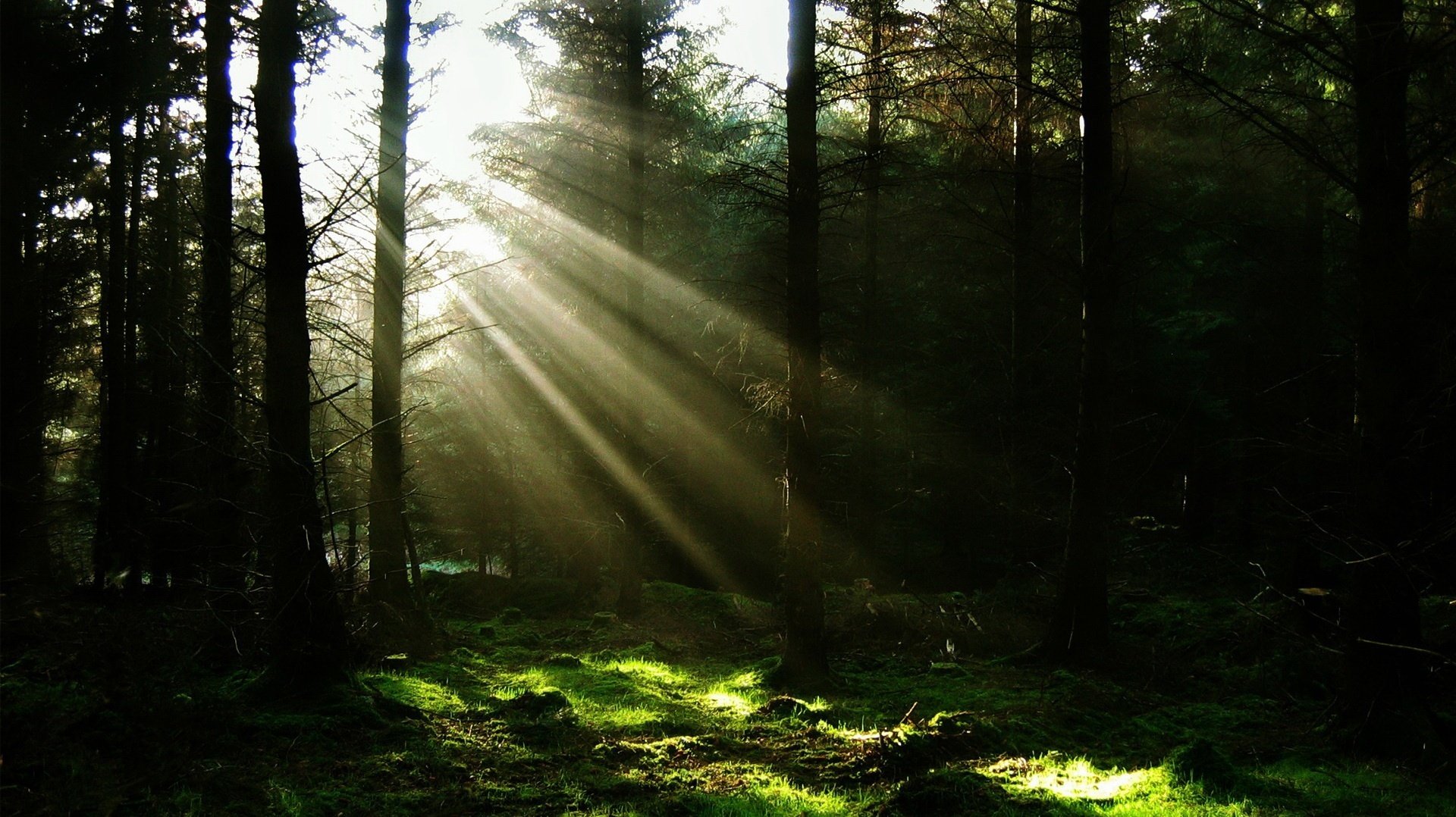 rays of light forest christmas trees thickets thicket nature trees darkne