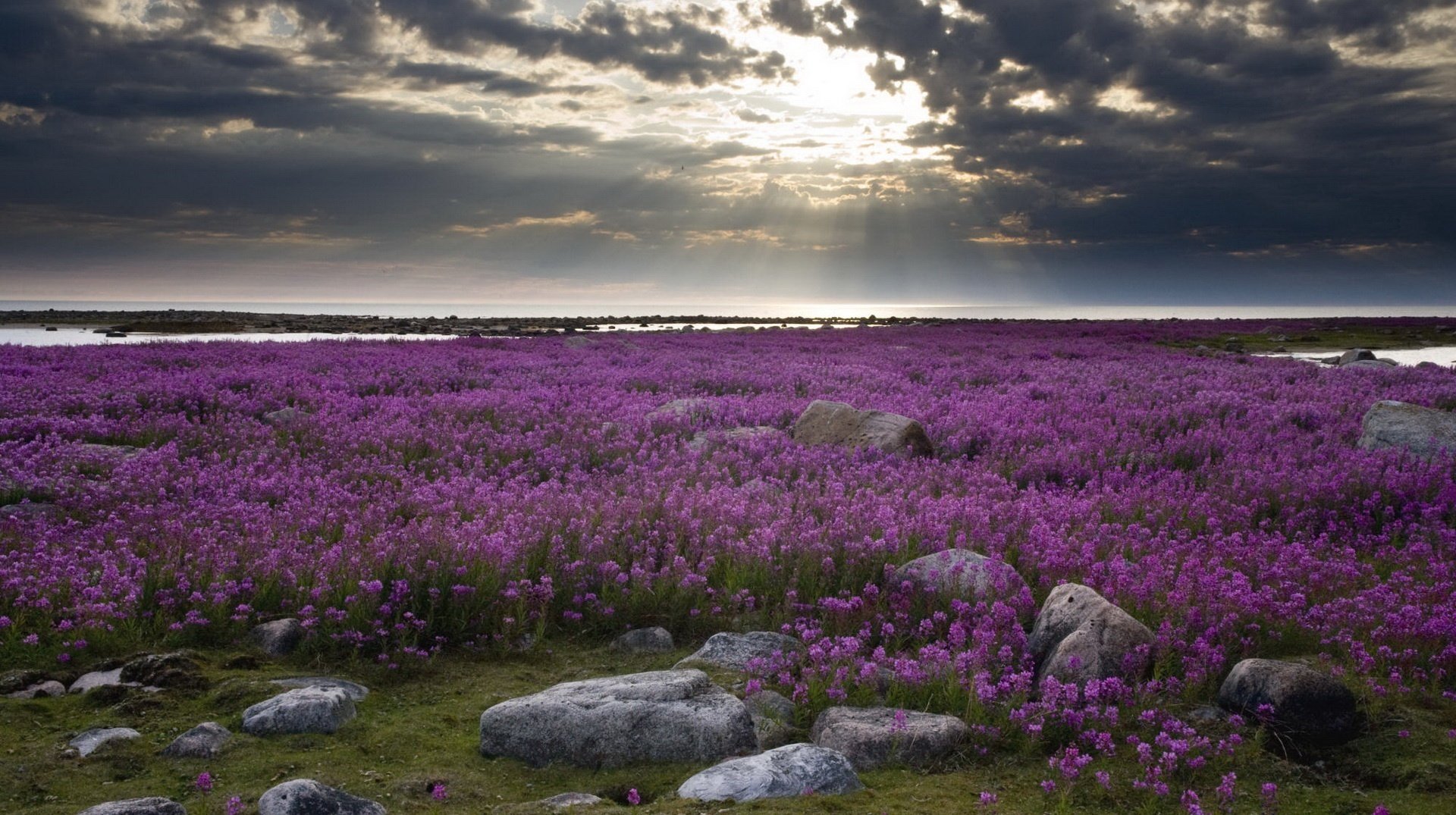 lila tüll blumen steine sonne strahlen wolken steine abend sonnenuntergang landschaft