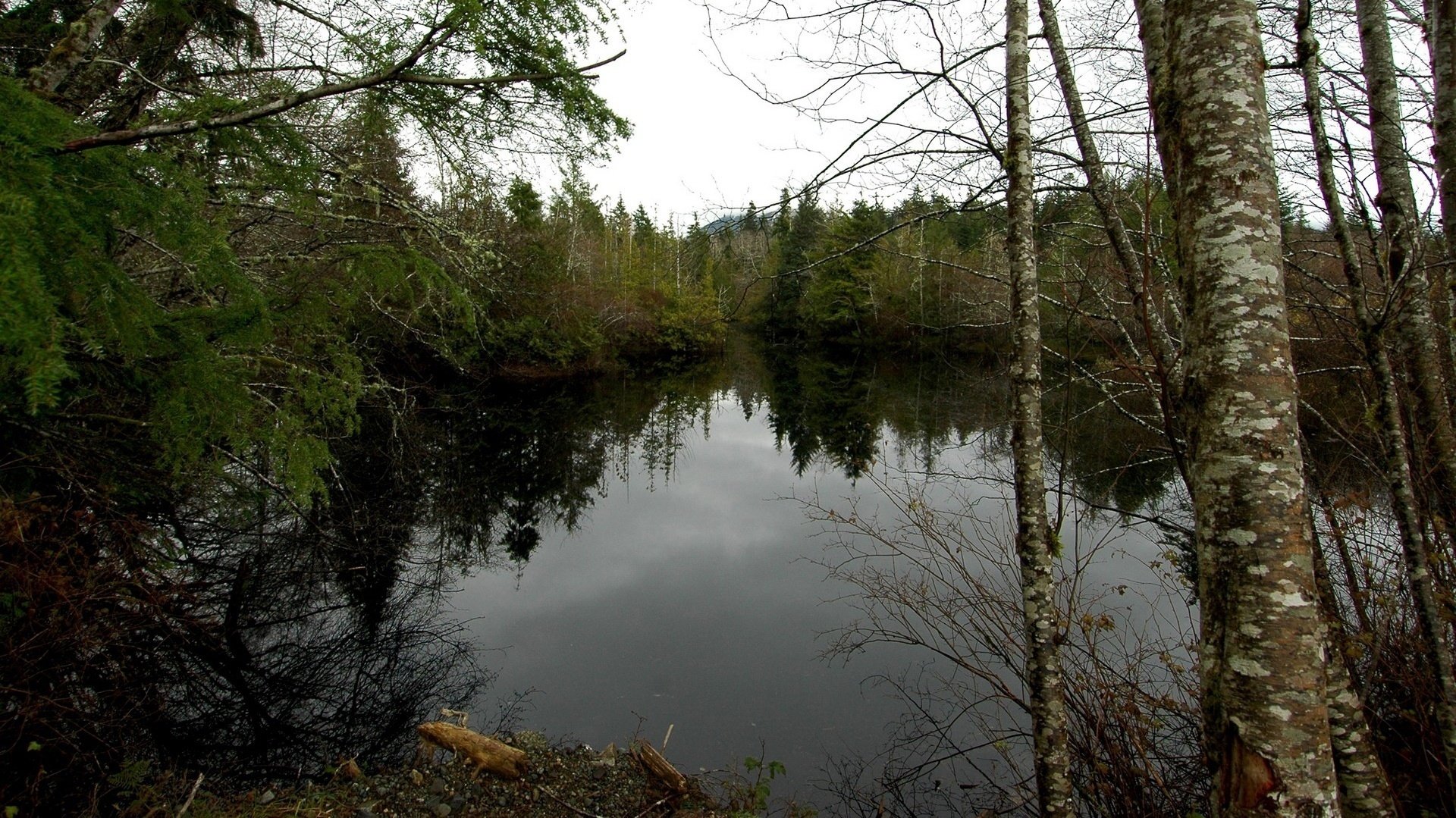 temps nuageux forêt de miroir bouleaux forêt eau lac automne nuageux ciel sombre sapins paysage fourrés nature