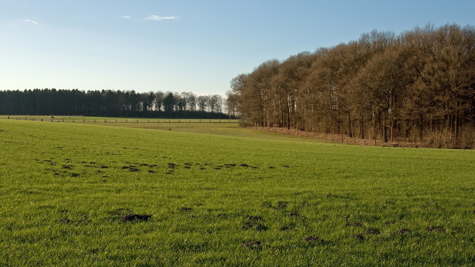 clairière arbres parcelle forestière forêt été verdure herbe ciel ensoleillé vent