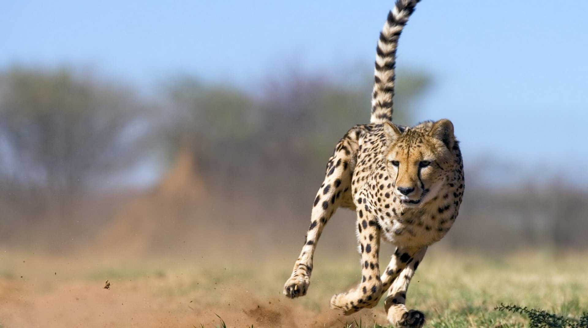 drapieżnikuleopard dzika przyroda prędkość kot bestia drapieżniki kis-kis-meow-meow