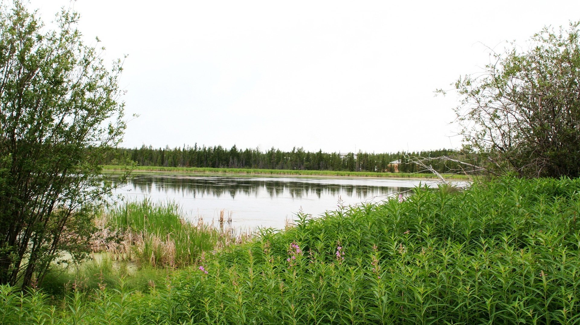 loin de l agitation endroit calme buissons côte fleurs lac eau forêt fourrés herbe verdure paysage vue nature calme silence grâce