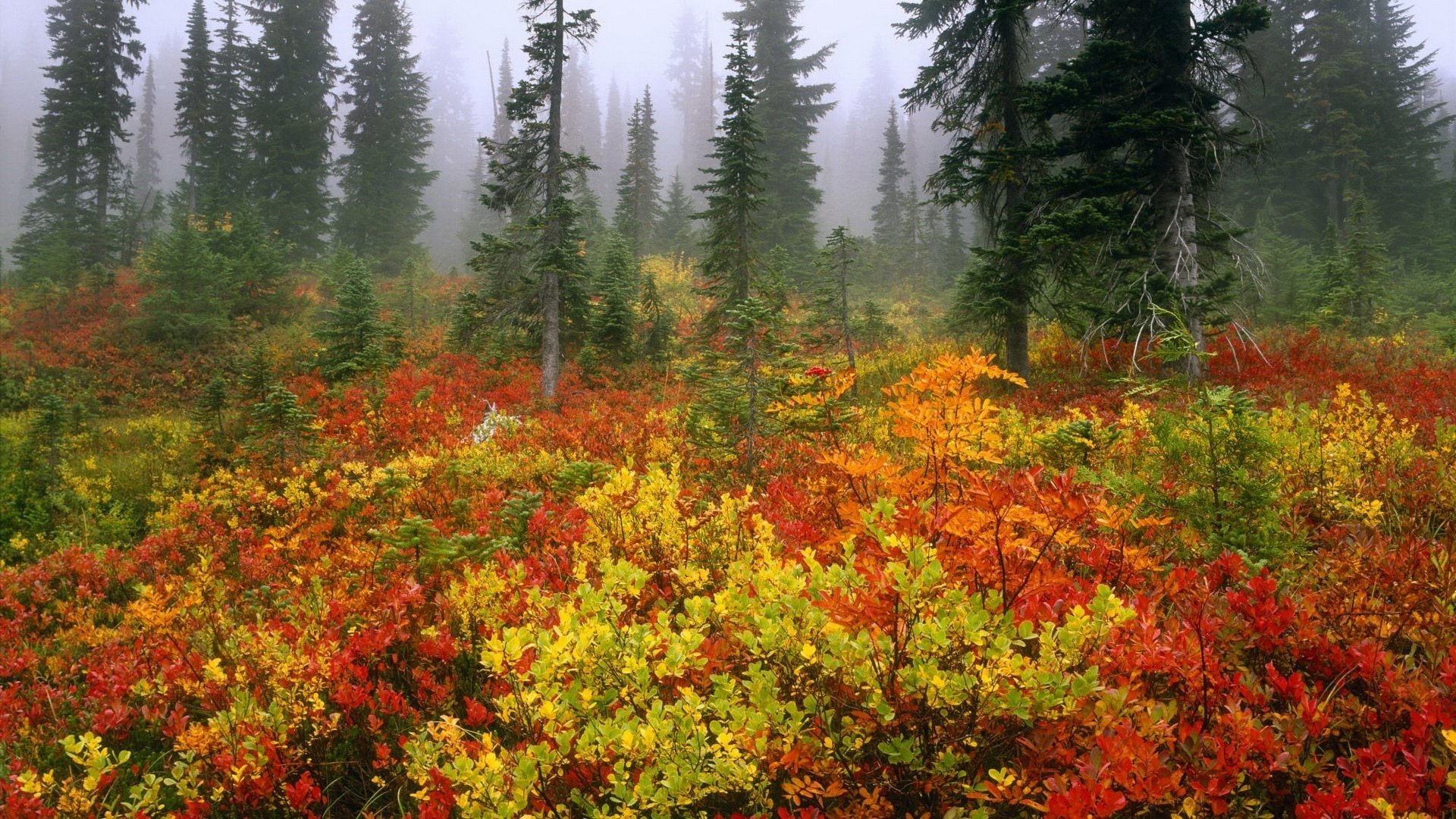 exuberantes coronas de abetos colores de otoño hojas de colores otoño bosque matorrales arbustos niebla abeto