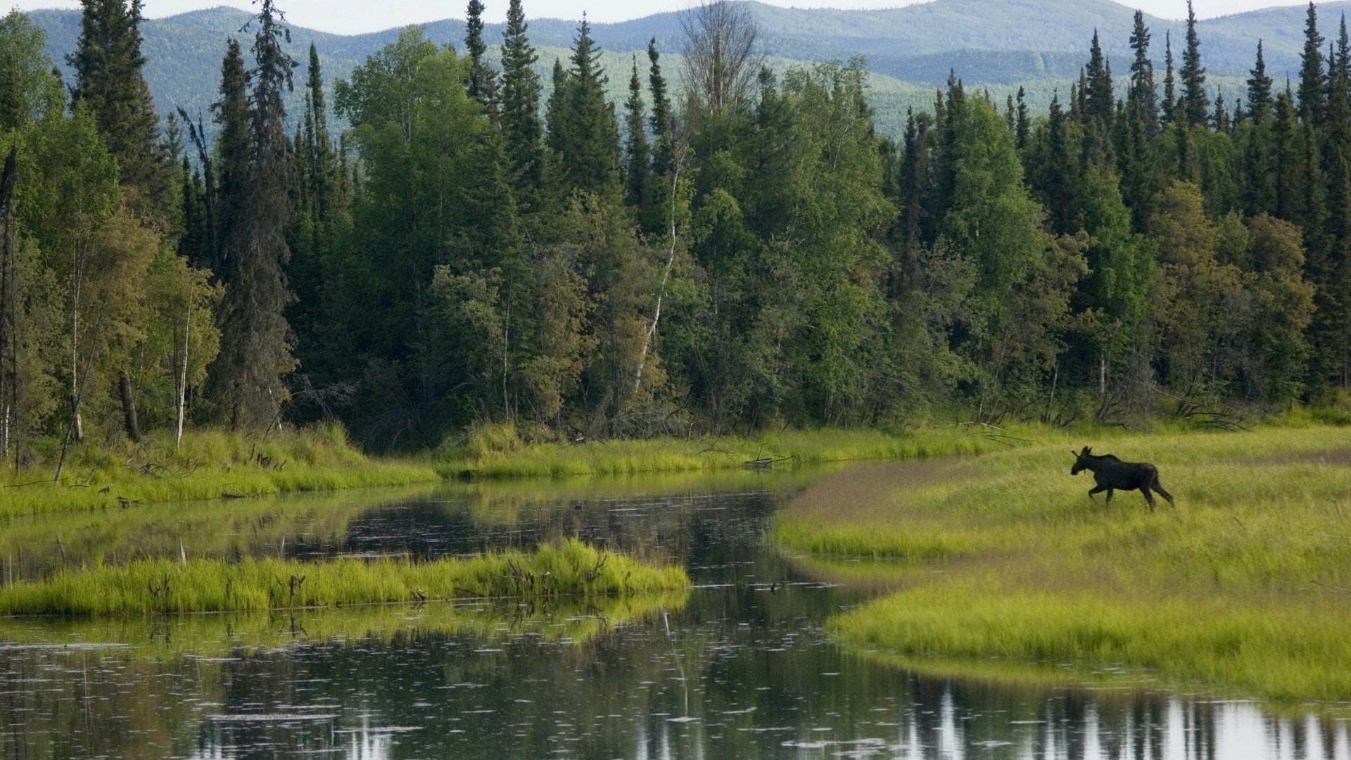 cloven-hoofed animal wildlife summer forest mountains swamp deer grass pasture pond tree