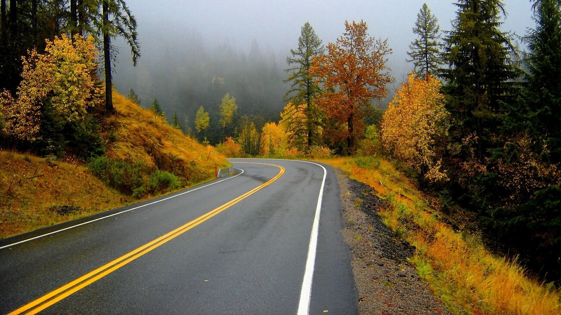 autumn road wet asphalt forest fog asphalt rain markup leaves autumn forest trees nature