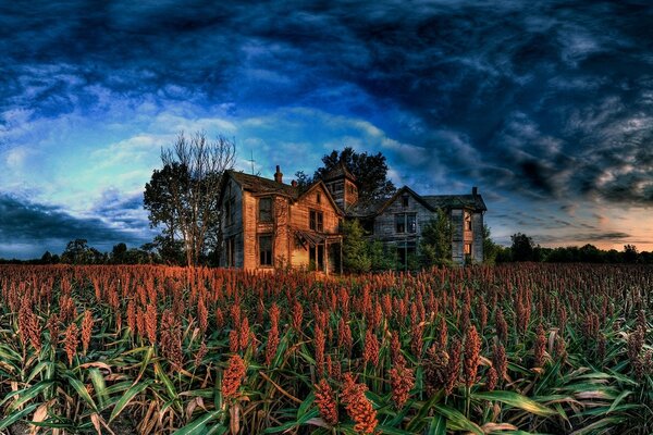 Les fleurs près de la maison ressemblent à un arc-en-ciel